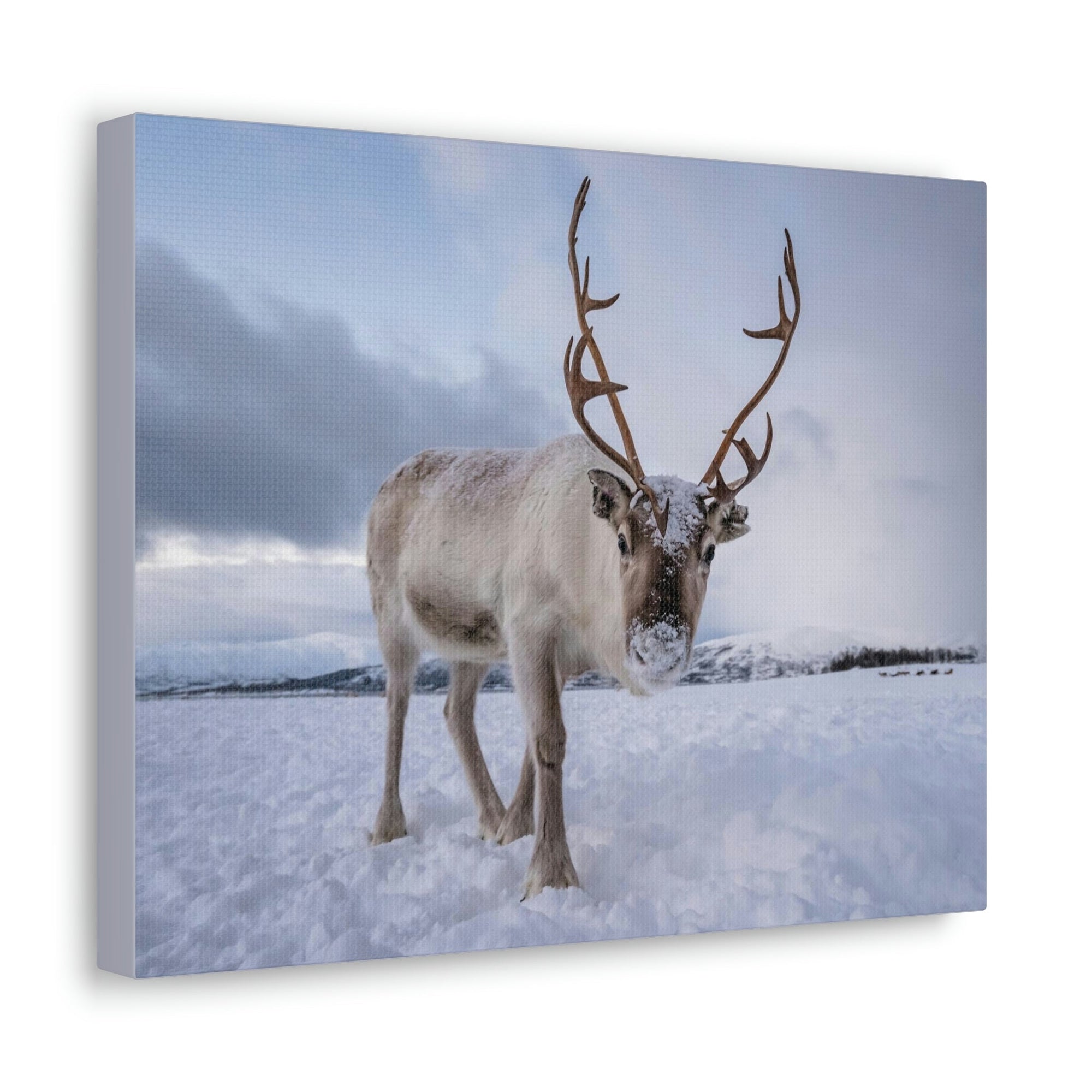 Scripture Walls Majestic Reindeer Art Majestic Reindeer Print Animal Wall Art Wildlife Canvas Prints Wall Art Ready to Hang Unframed-Express Your Love Gifts