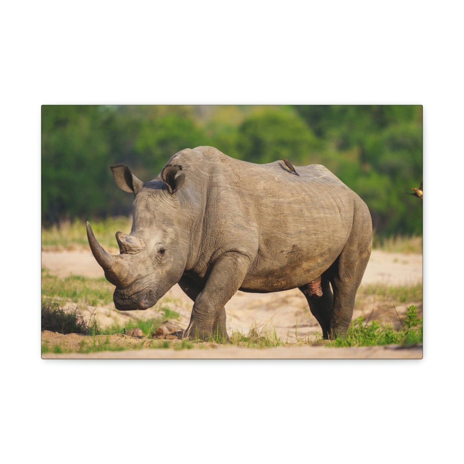 Scripture Walls Majestic Rhinoceros Art Majestic Rhinoceros Print Animal Wall Art Wildlife Canvas Prints Wall Art Ready to Hang Unframed-Express Your Love Gifts