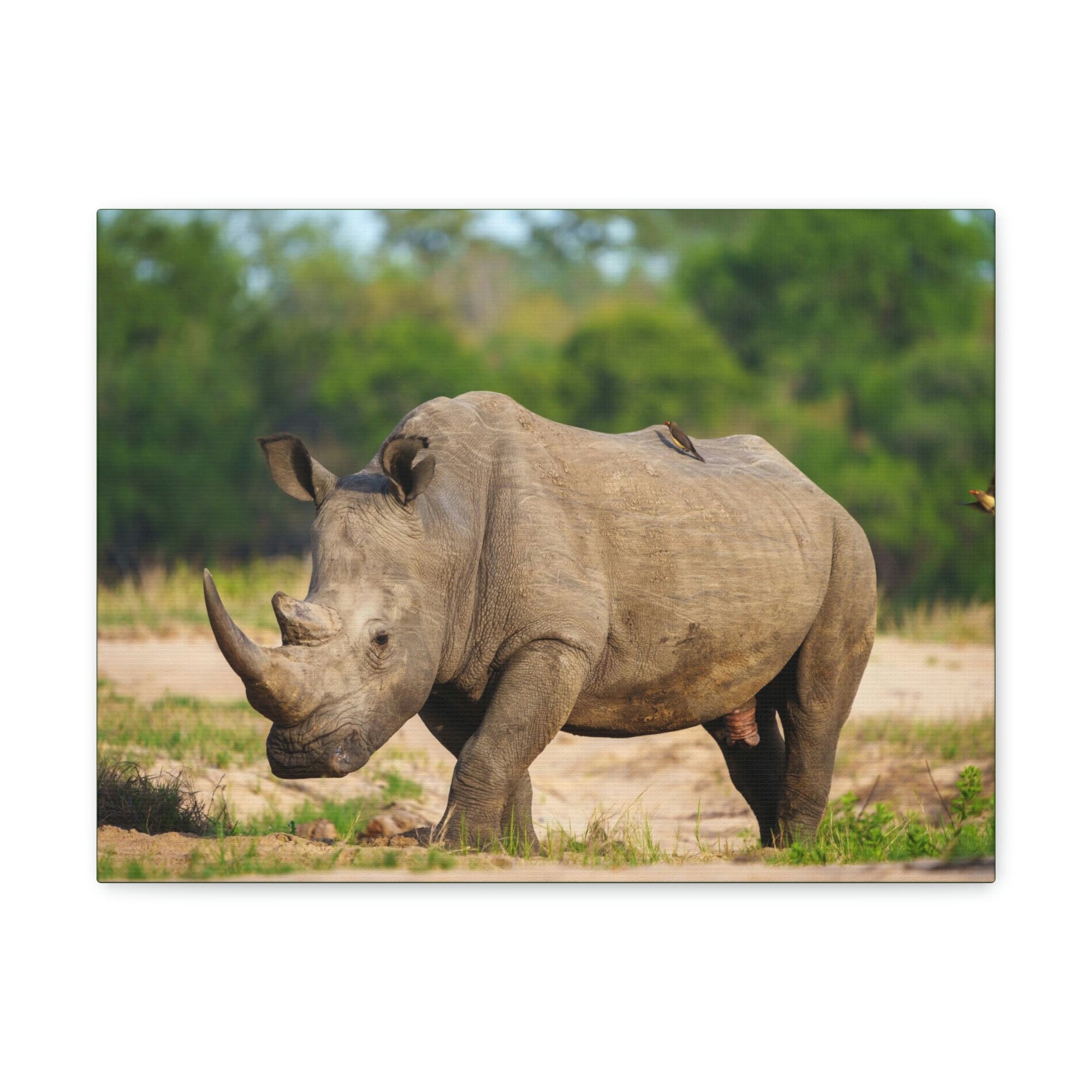 Scripture Walls Majestic Rhinoceros Art Majestic Rhinoceros Print Animal Wall Art Wildlife Canvas Prints Wall Art Ready to Hang Unframed-Express Your Love Gifts