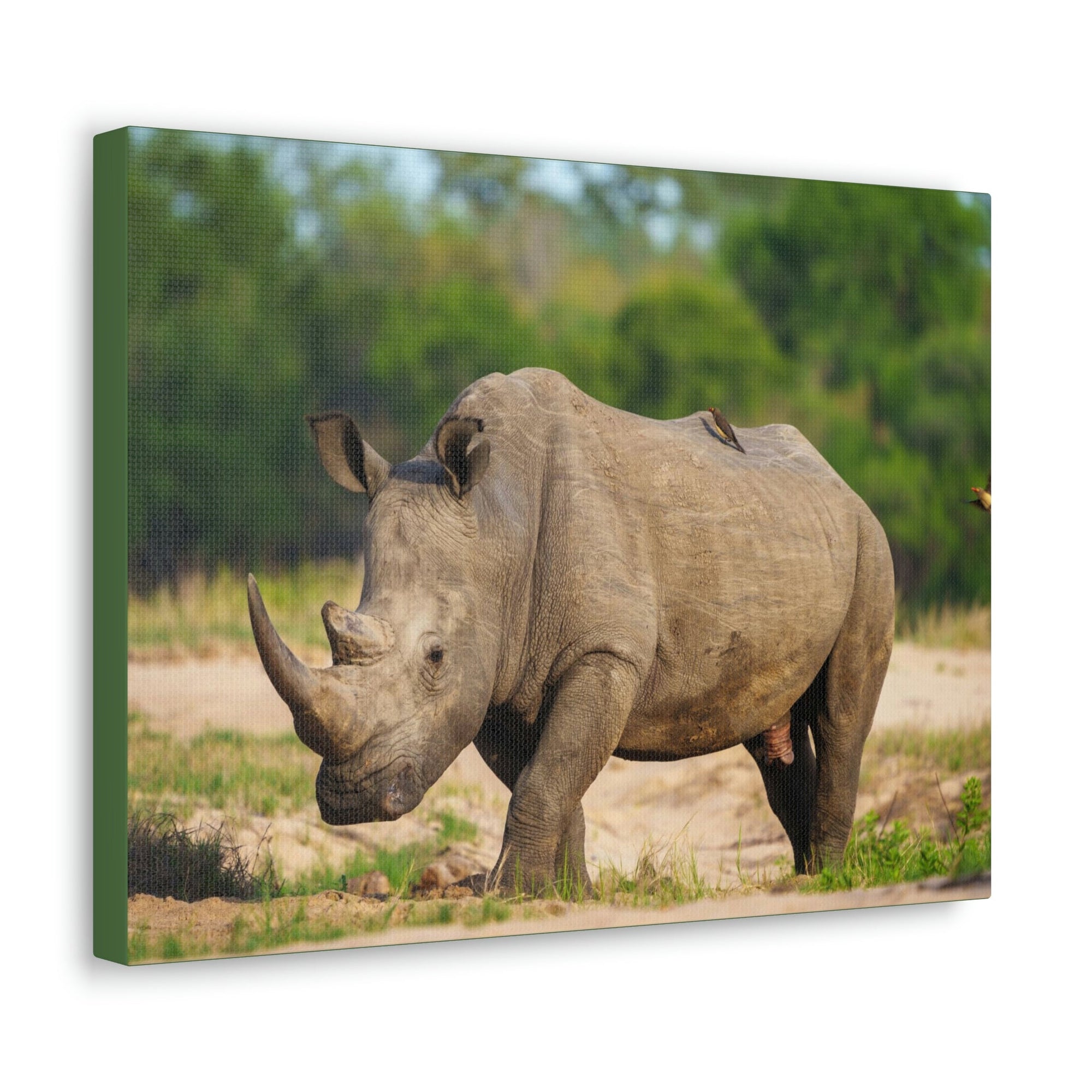 Scripture Walls Majestic Rhinoceros Art Majestic Rhinoceros Print Animal Wall Art Wildlife Canvas Prints Wall Art Ready to Hang Unframed-Express Your Love Gifts