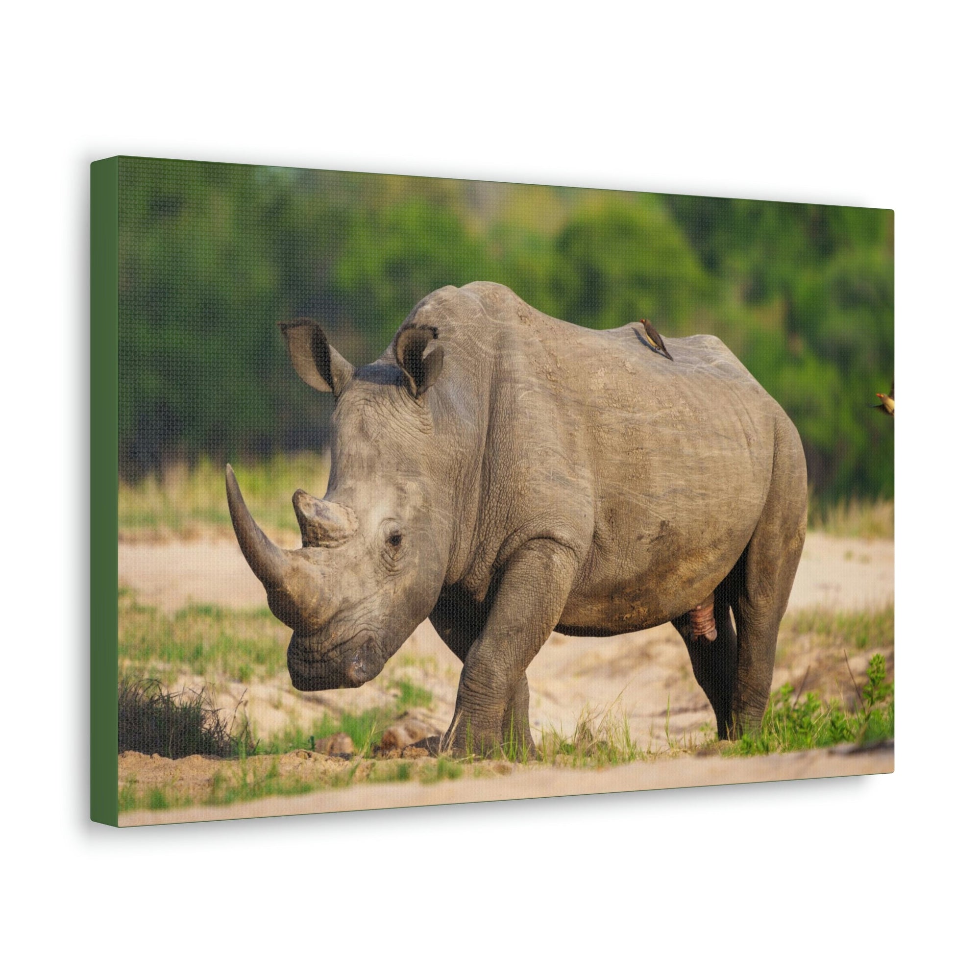 Scripture Walls Majestic Rhinoceros Art Majestic Rhinoceros Print Animal Wall Art Wildlife Canvas Prints Wall Art Ready to Hang Unframed-Express Your Love Gifts