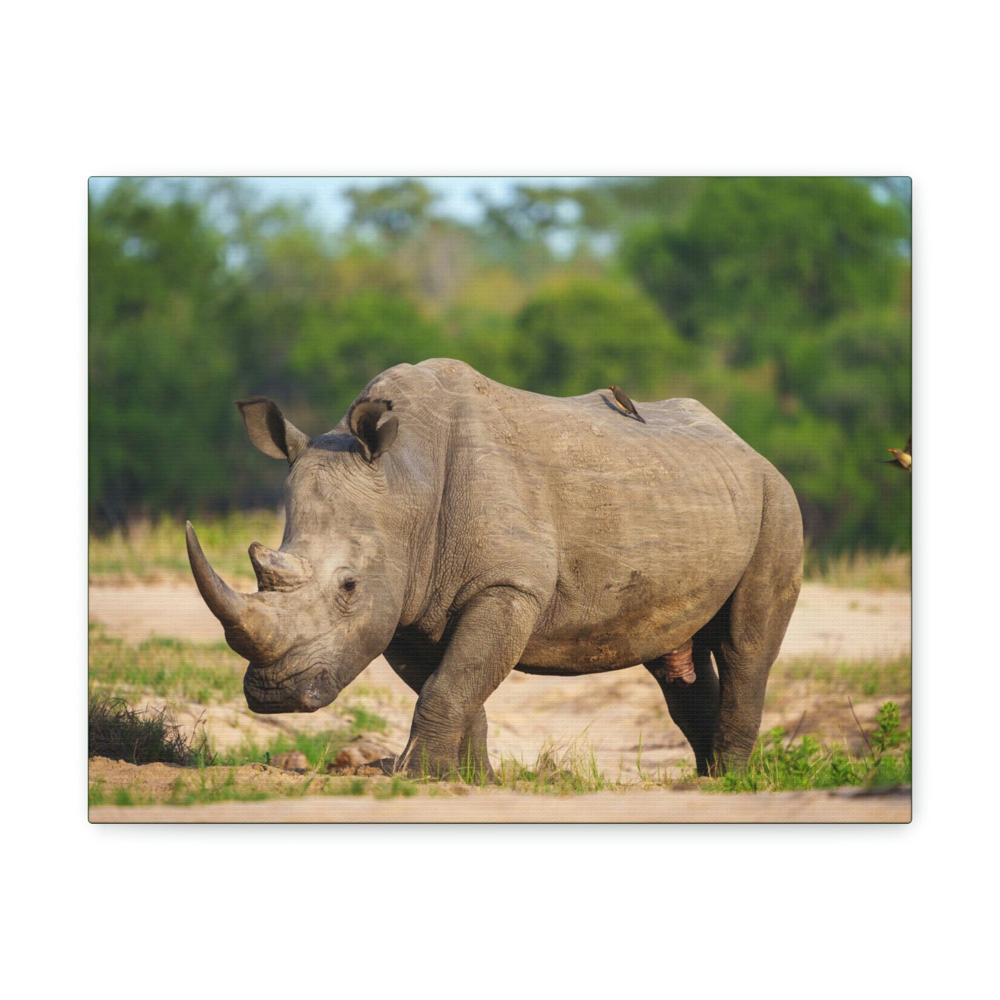 Scripture Walls Majestic Rhinoceros Art Majestic Rhinoceros Print Animal Wall Art Wildlife Canvas Prints Wall Art Ready to Hang Unframed-Express Your Love Gifts