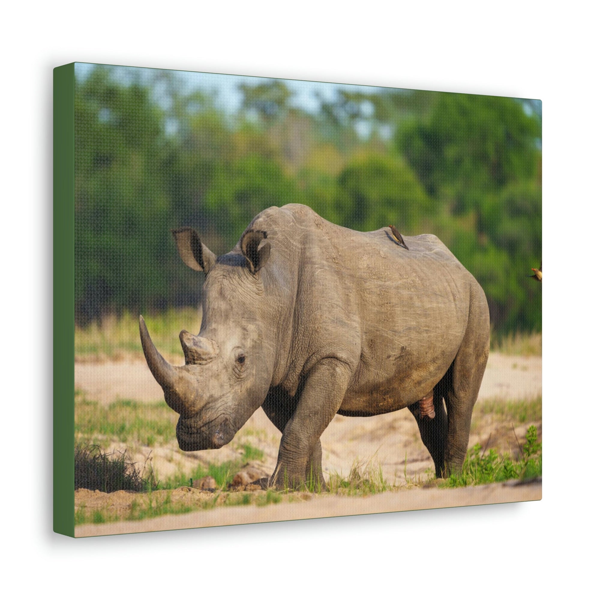 Scripture Walls Majestic Rhinoceros Art Majestic Rhinoceros Print Animal Wall Art Wildlife Canvas Prints Wall Art Ready to Hang Unframed-Express Your Love Gifts