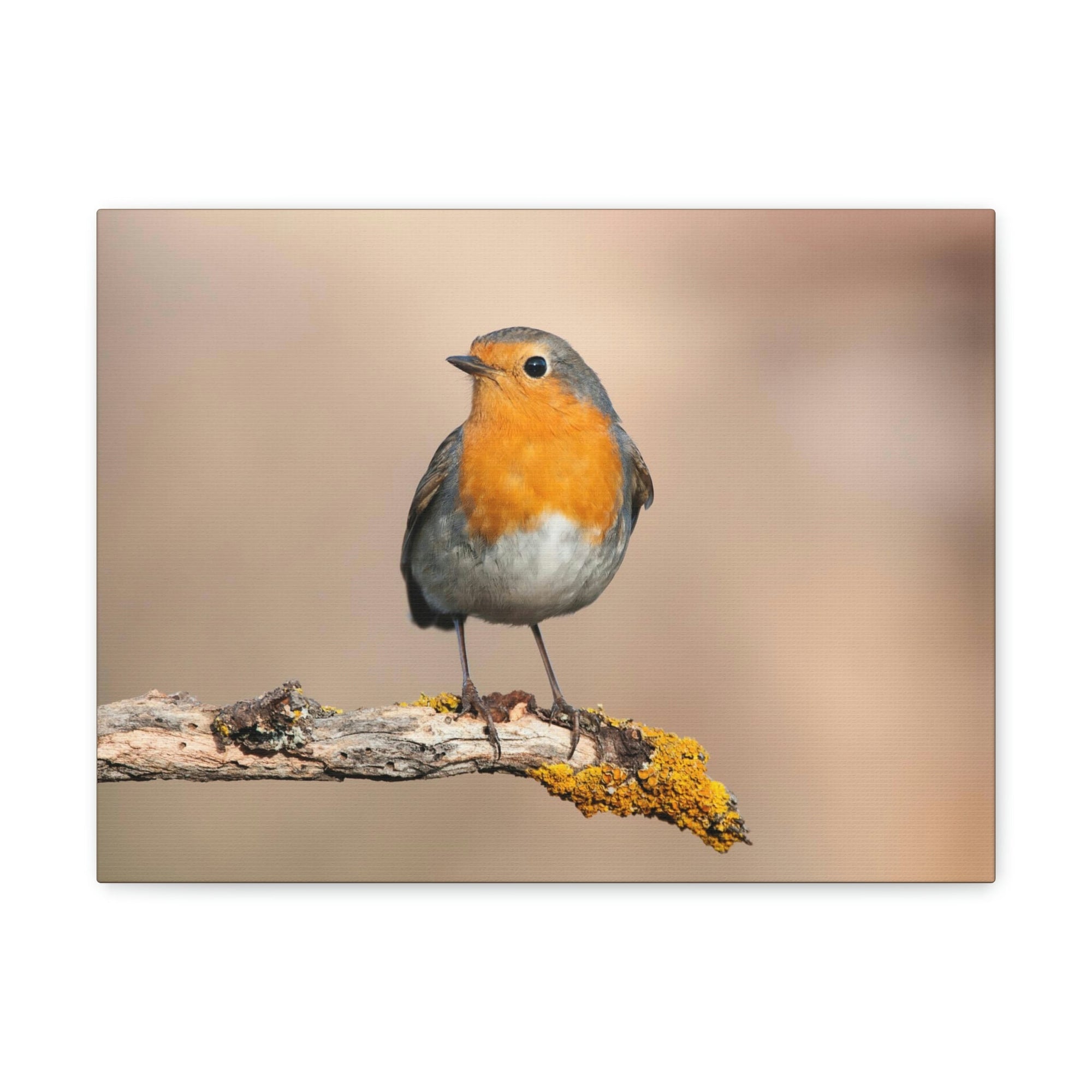 Scripture Walls Majestic Robin Art Majestic Robin Print Animal Wall Art Wildlife Canvas Prints Wall Art Ready to Hang Unframed-Express Your Love Gifts