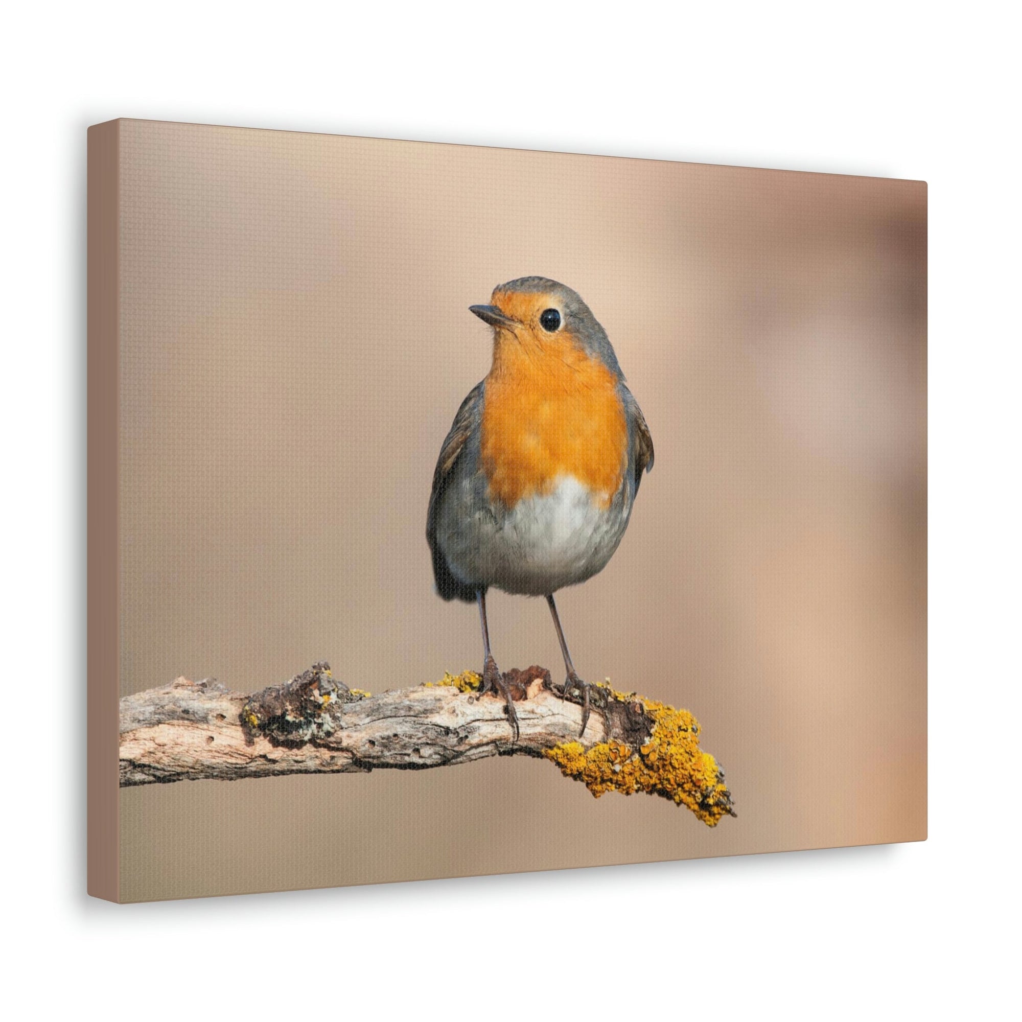 Scripture Walls Majestic Robin Art Majestic Robin Print Animal Wall Art Wildlife Canvas Prints Wall Art Ready to Hang Unframed-Express Your Love Gifts