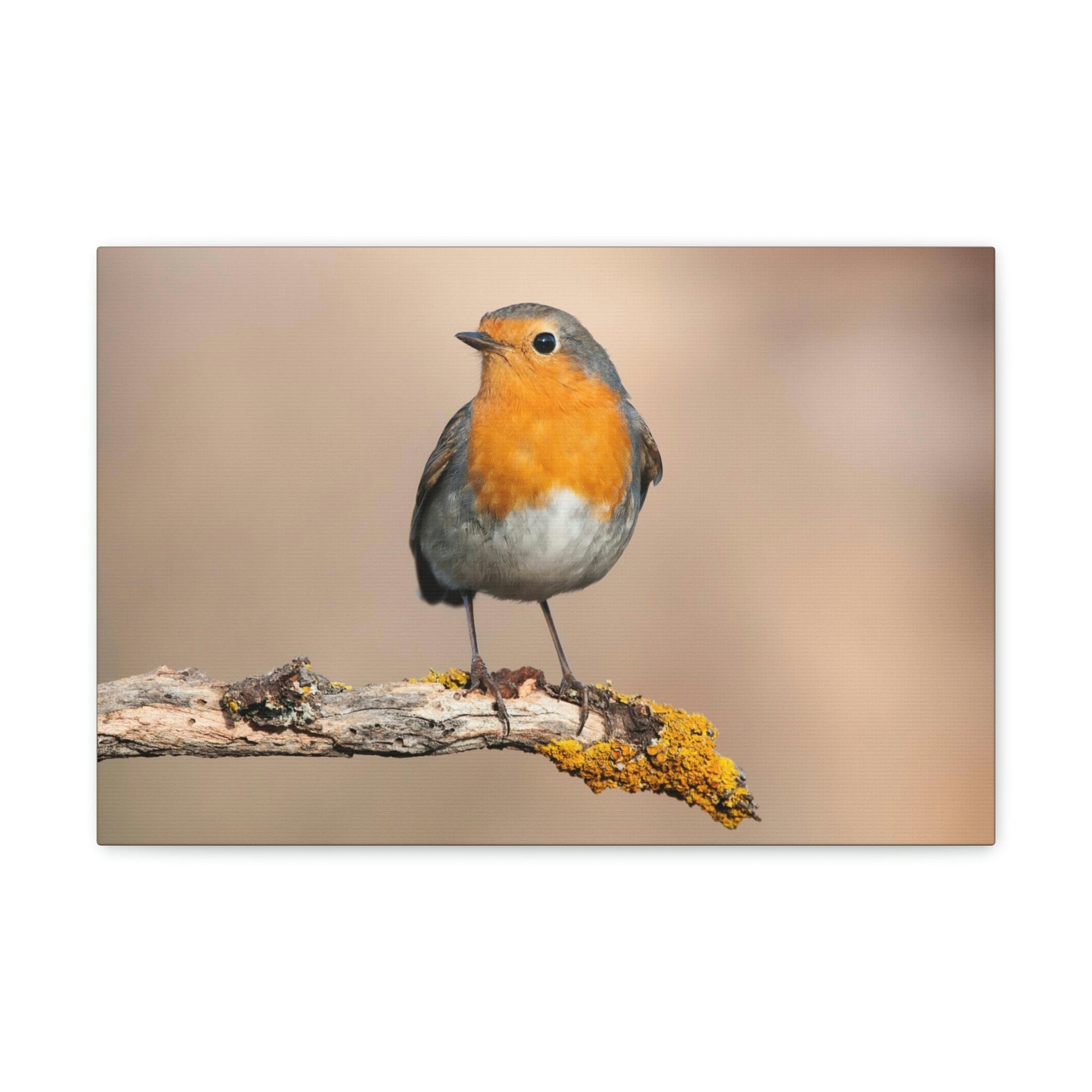 Scripture Walls Majestic Robin Art Majestic Robin Print Animal Wall Art Wildlife Canvas Prints Wall Art Ready to Hang Unframed-Express Your Love Gifts