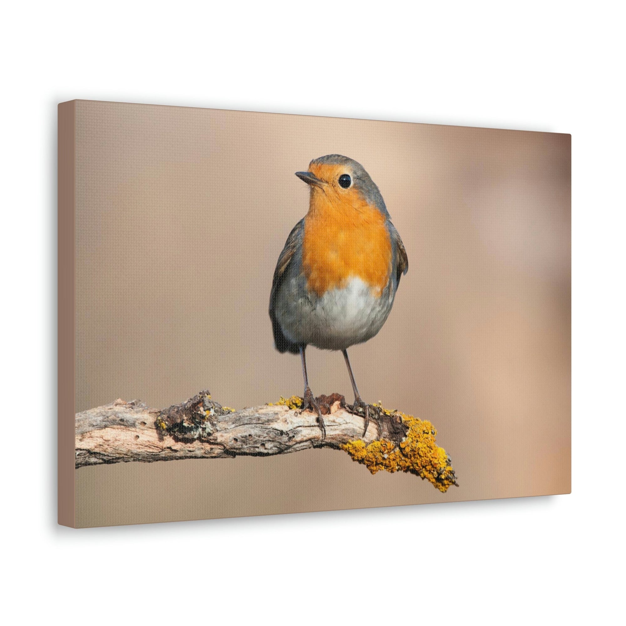 Scripture Walls Majestic Robin Art Majestic Robin Print Animal Wall Art Wildlife Canvas Prints Wall Art Ready to Hang Unframed-Express Your Love Gifts