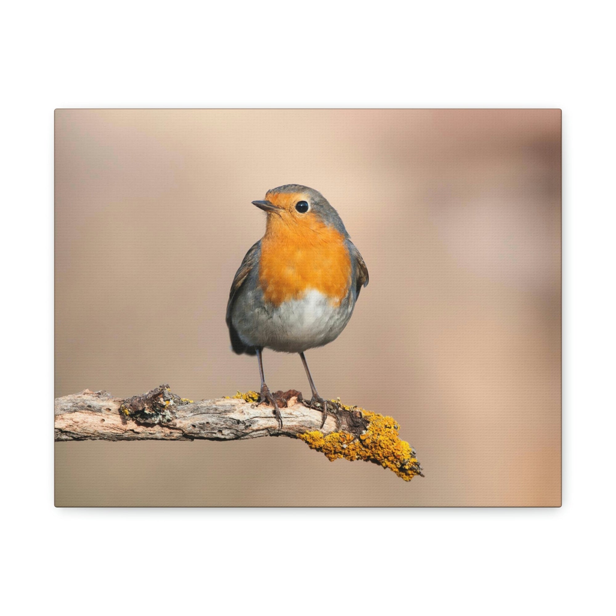 Scripture Walls Majestic Robin Art Majestic Robin Print Animal Wall Art Wildlife Canvas Prints Wall Art Ready to Hang Unframed-Express Your Love Gifts