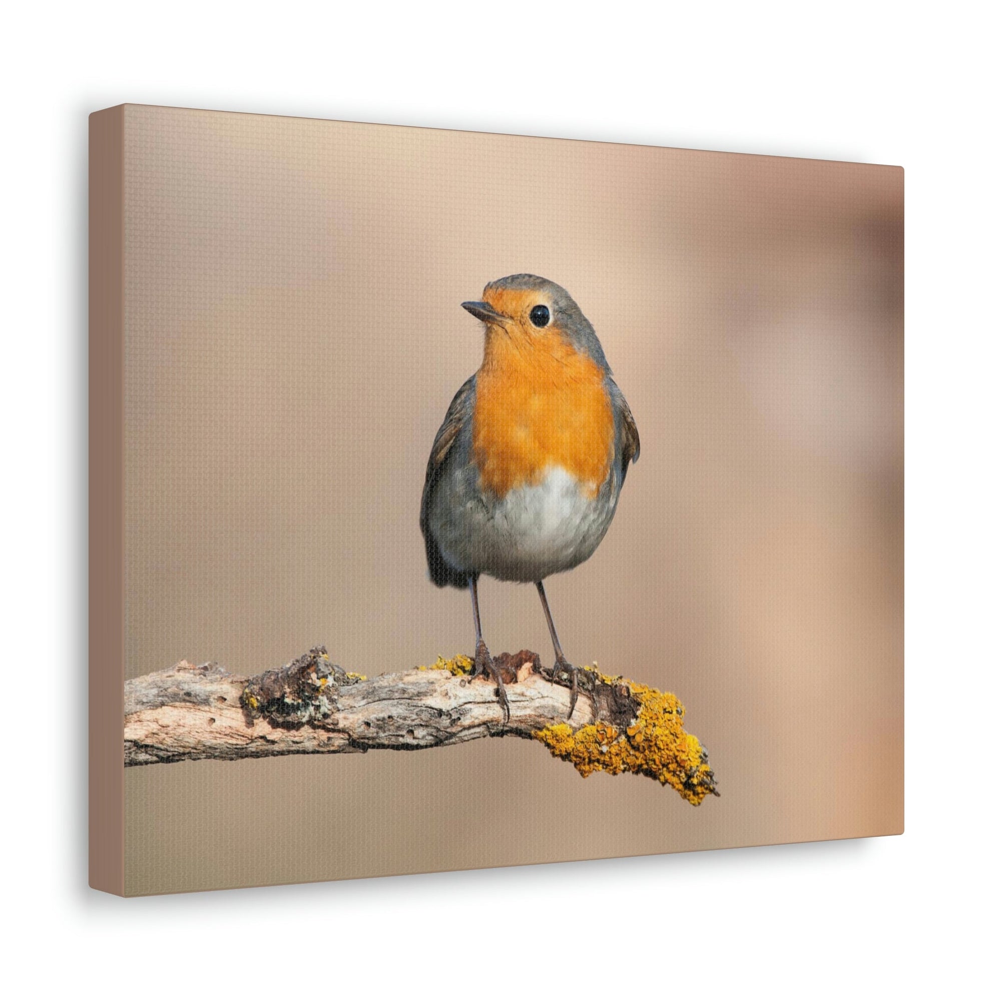 Scripture Walls Majestic Robin Art Majestic Robin Print Animal Wall Art Wildlife Canvas Prints Wall Art Ready to Hang Unframed-Express Your Love Gifts