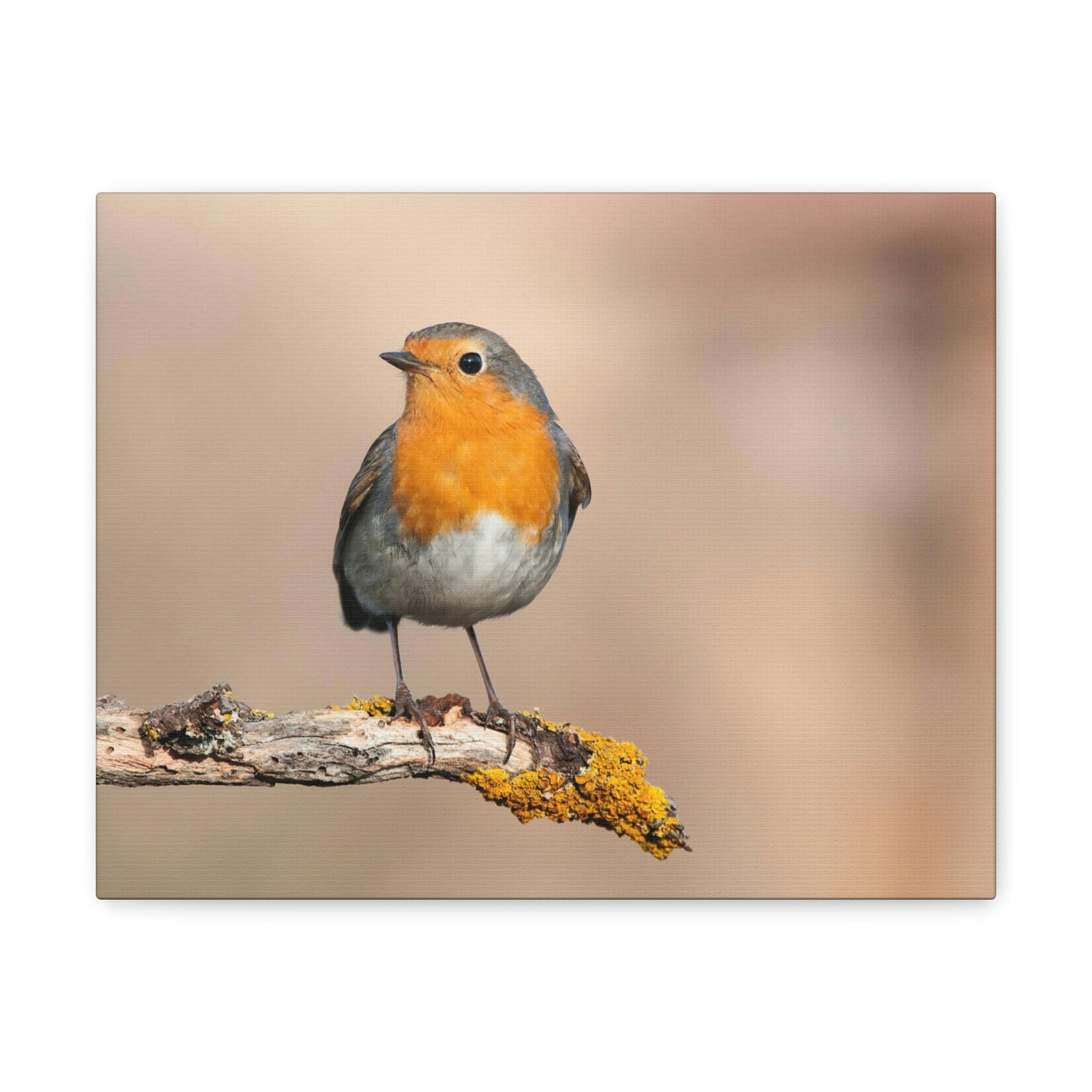 Scripture Walls Majestic Robin Art Majestic Robin Satanding on a Branch Print Animal Wall Art Wildlife Canvas Prints Wall Art Ready to Hang Unframed-Express Your Love Gifts