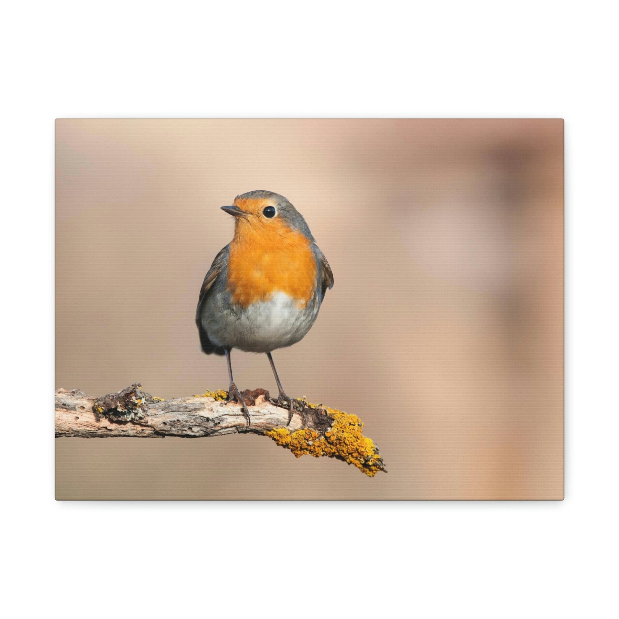 Scripture Walls Majestic Robin Art Majestic Robin Satanding on a Branch Print Animal Wall Art Wildlife Canvas Prints Wall Art Ready to Hang Unframed-Express Your Love Gifts