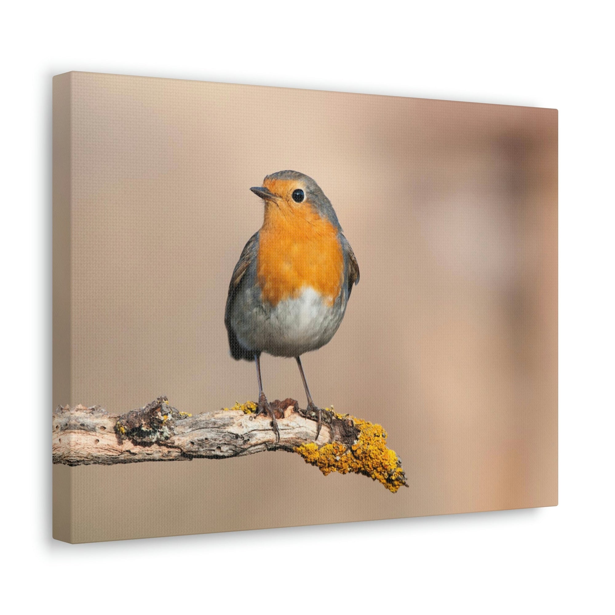 Scripture Walls Majestic Robin Art Majestic Robin Satanding on a Branch Print Animal Wall Art Wildlife Canvas Prints Wall Art Ready to Hang Unframed-Express Your Love Gifts