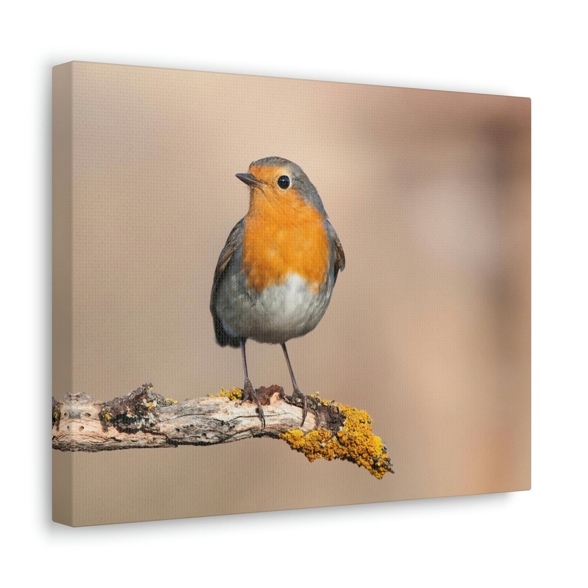 Scripture Walls Majestic Robin Art Majestic Robin Satanding on a Branch Print Animal Wall Art Wildlife Canvas Prints Wall Art Ready to Hang Unframed-Express Your Love Gifts