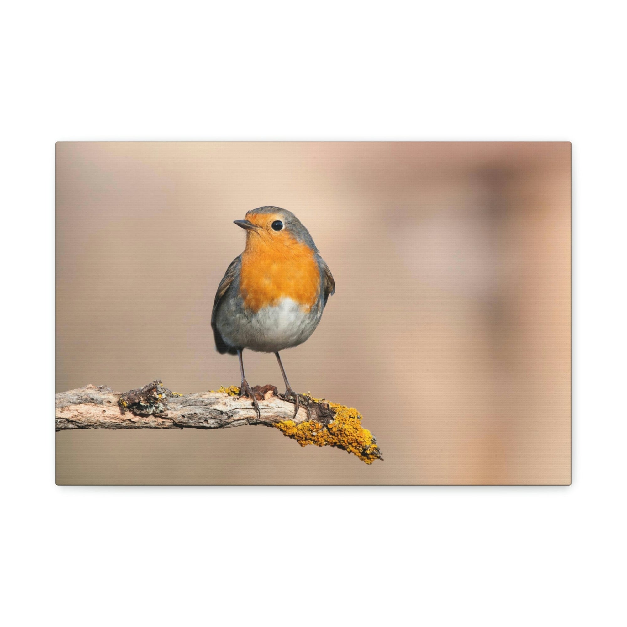 Scripture Walls Majestic Robin Art Majestic Robin Satanding on a Branch Print Animal Wall Art Wildlife Canvas Prints Wall Art Ready to Hang Unframed-Express Your Love Gifts