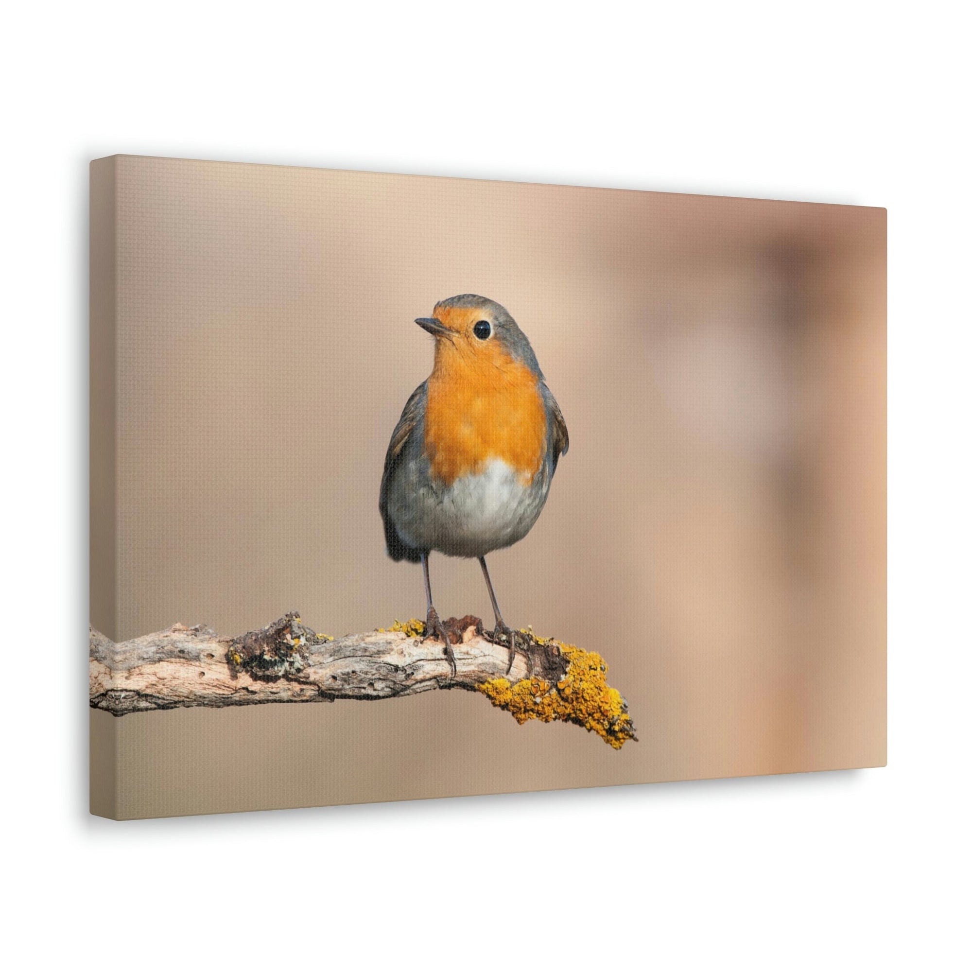 Scripture Walls Majestic Robin Art Majestic Robin Satanding on a Branch Print Animal Wall Art Wildlife Canvas Prints Wall Art Ready to Hang Unframed-Express Your Love Gifts