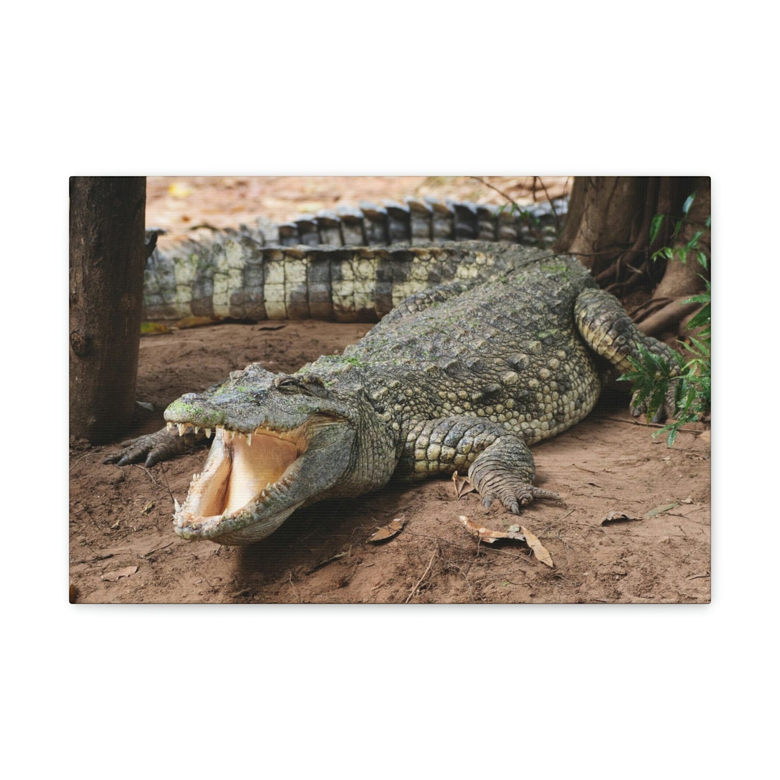 Scripture Walls Majestic Salt Water Alligator Art Majestic Salt Water Alligator Print Animal Wall Art Wildlife Canvas Prints Wall Art Ready to Hang Unframed-Express Your Love Gifts