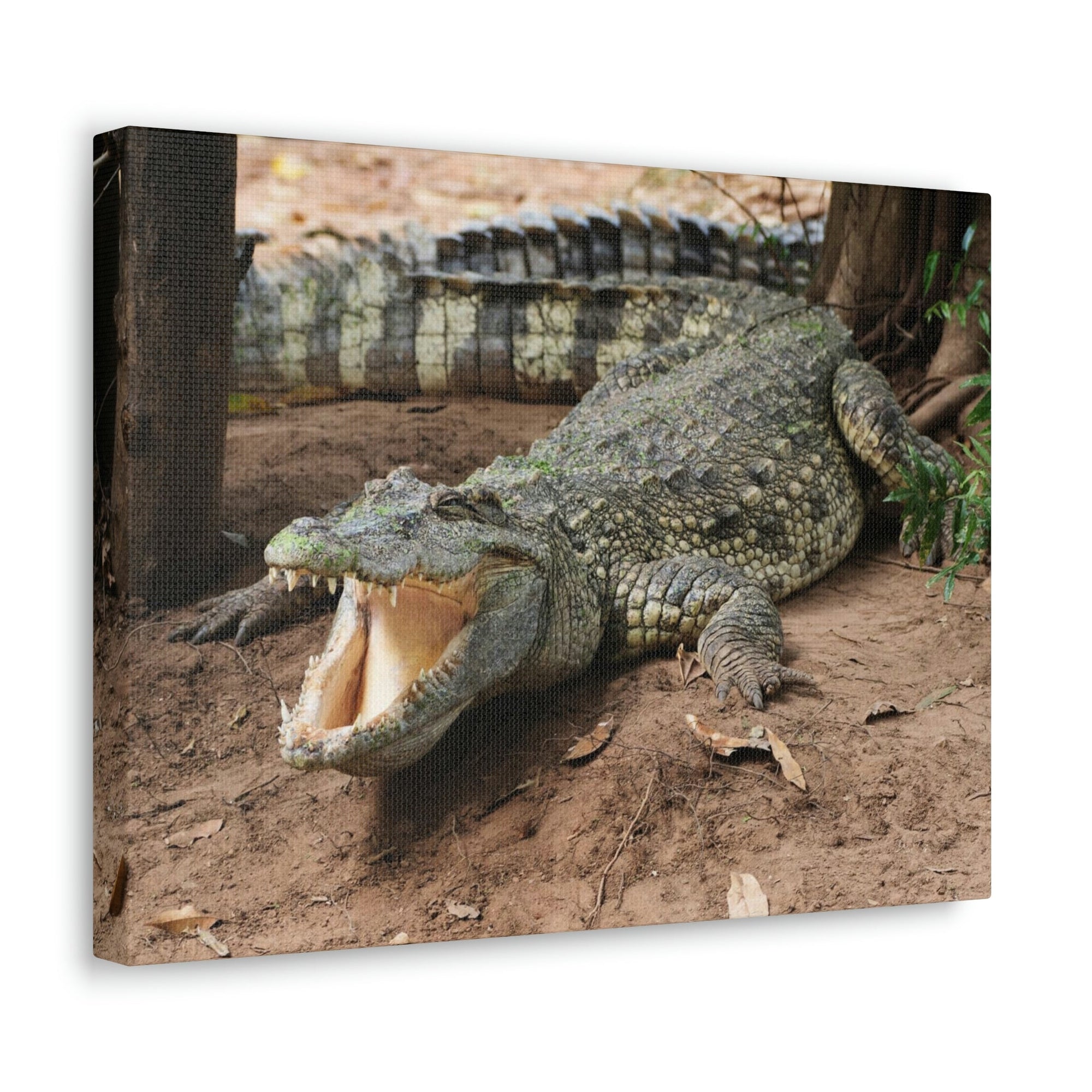 Scripture Walls Majestic Salt Water Alligator Art Majestic Salt Water Alligator Print Animal Wall Art Wildlife Canvas Prints Wall Art Ready to Hang Unframed-Express Your Love Gifts