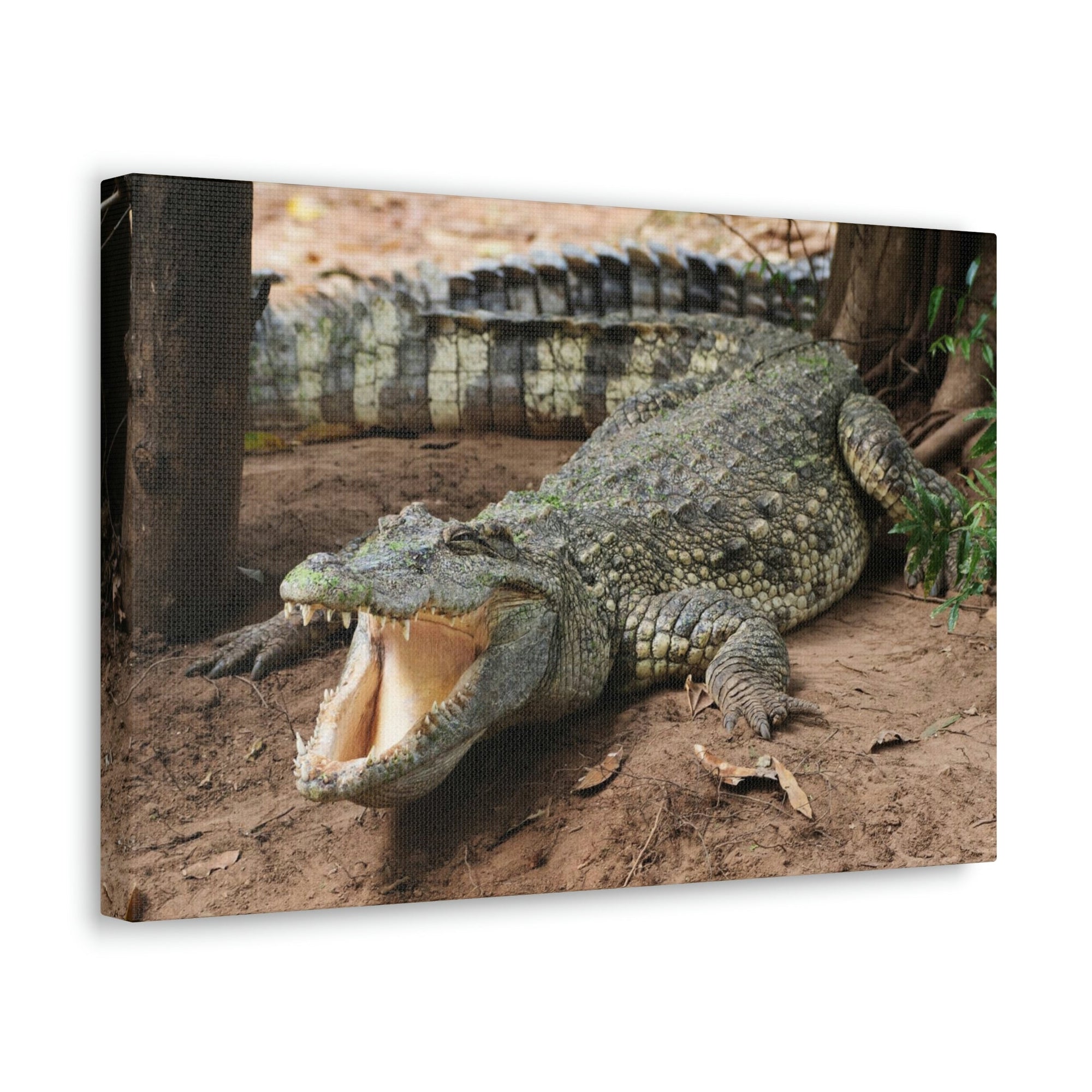 Scripture Walls Majestic Salt Water Alligator Art Majestic Salt Water Alligator Print Animal Wall Art Wildlife Canvas Prints Wall Art Ready to Hang Unframed-Express Your Love Gifts