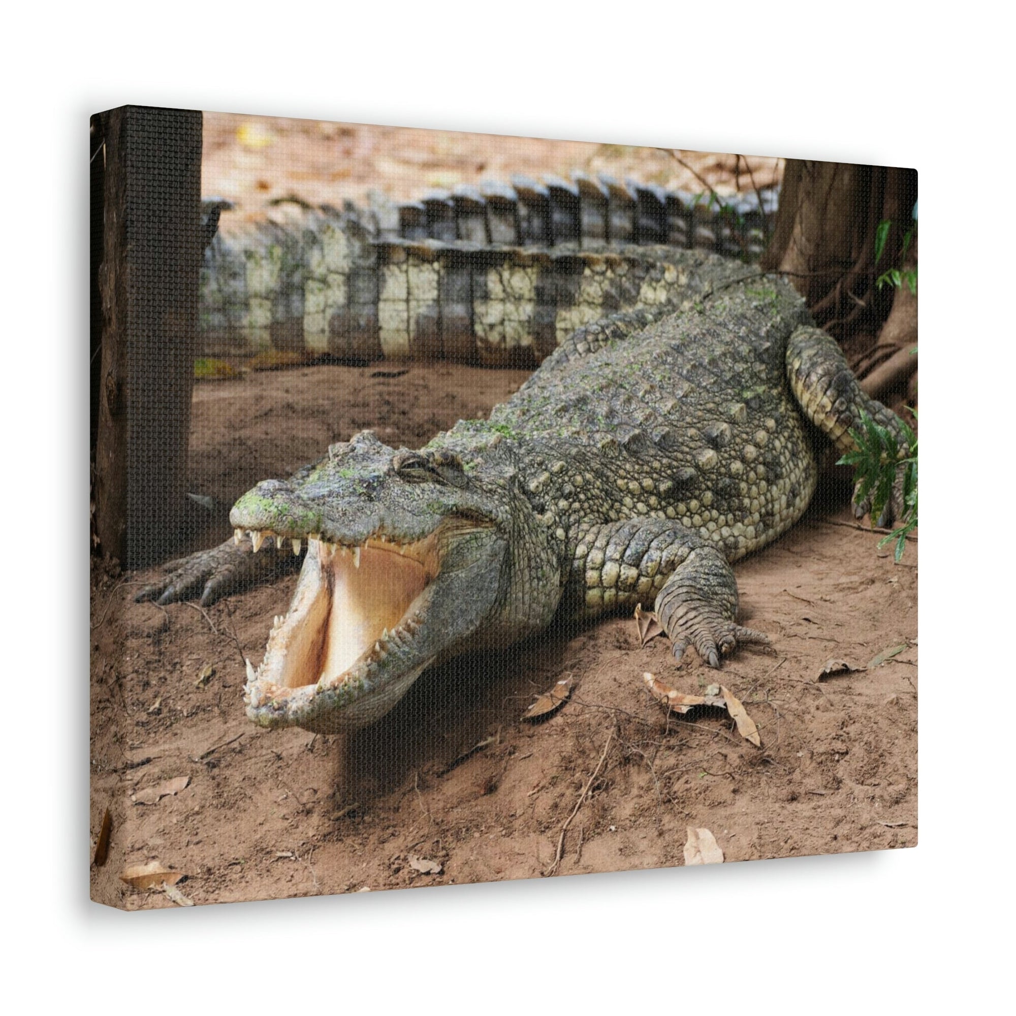 Scripture Walls Majestic Salt Water Alligator Art Majestic Salt Water Alligator Print Animal Wall Art Wildlife Canvas Prints Wall Art Ready to Hang Unframed-Express Your Love Gifts