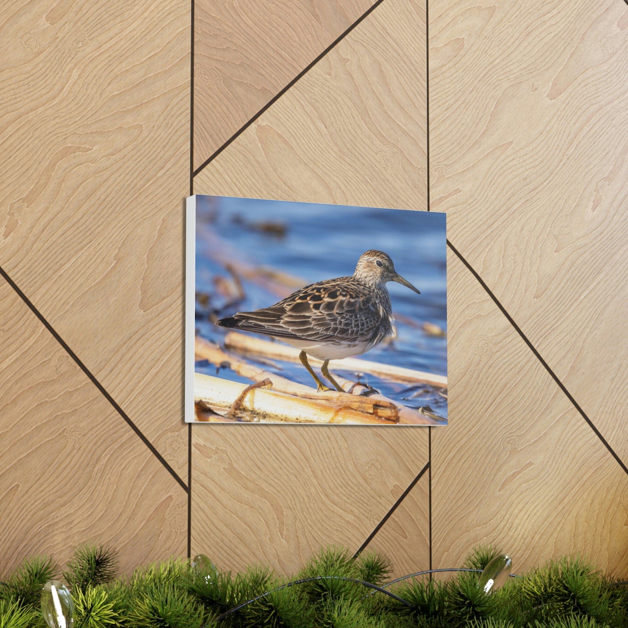 Scripture Walls Majestic Sandpiper Art Majestic Sandpiper Print Animal Wall Art Wildlife Canvas Prints Wall Art Ready to Hang Unframed-Express Your Love Gifts