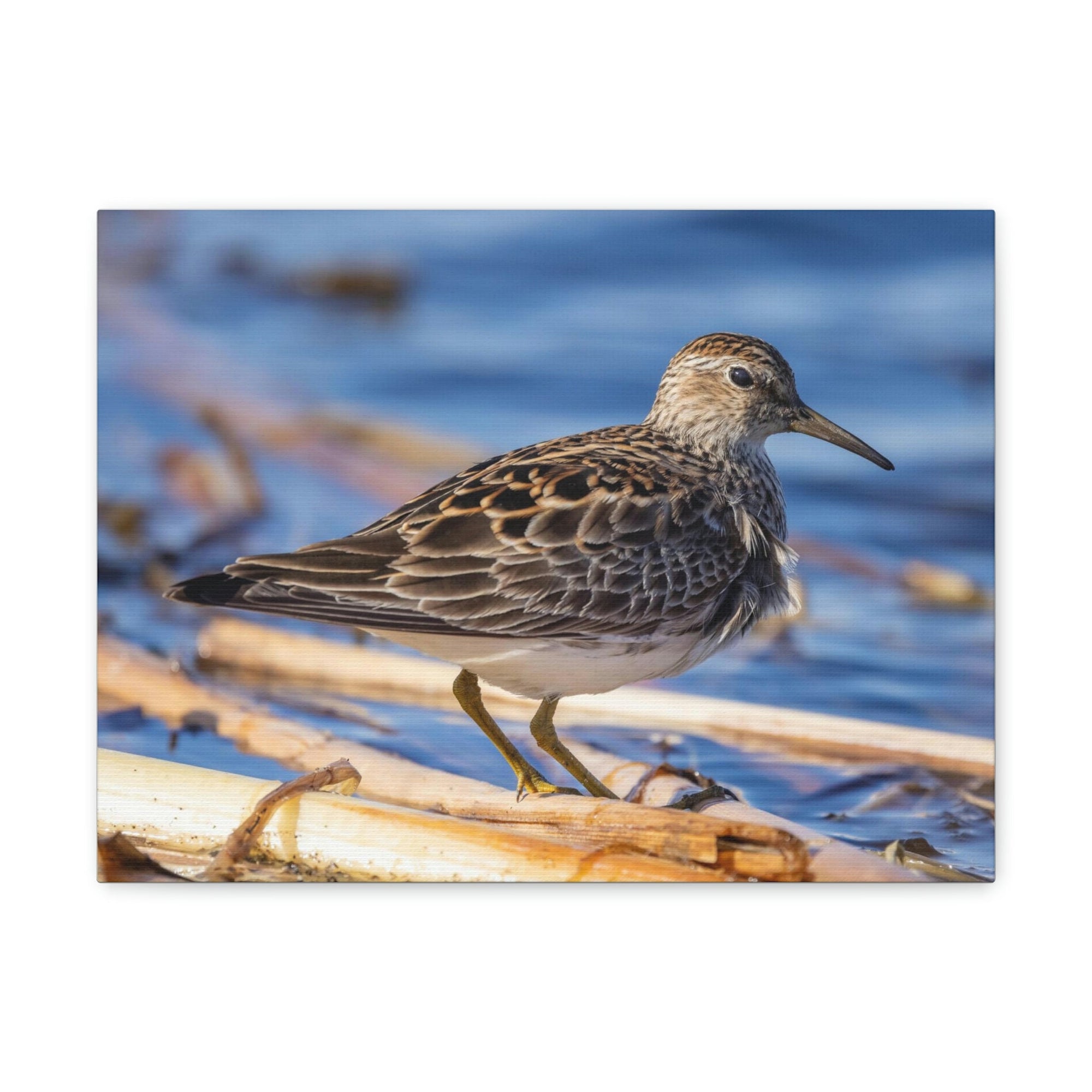 Scripture Walls Majestic Sandpiper Art Majestic Sandpiper Print Animal Wall Art Wildlife Canvas Prints Wall Art Ready to Hang Unframed-Express Your Love Gifts