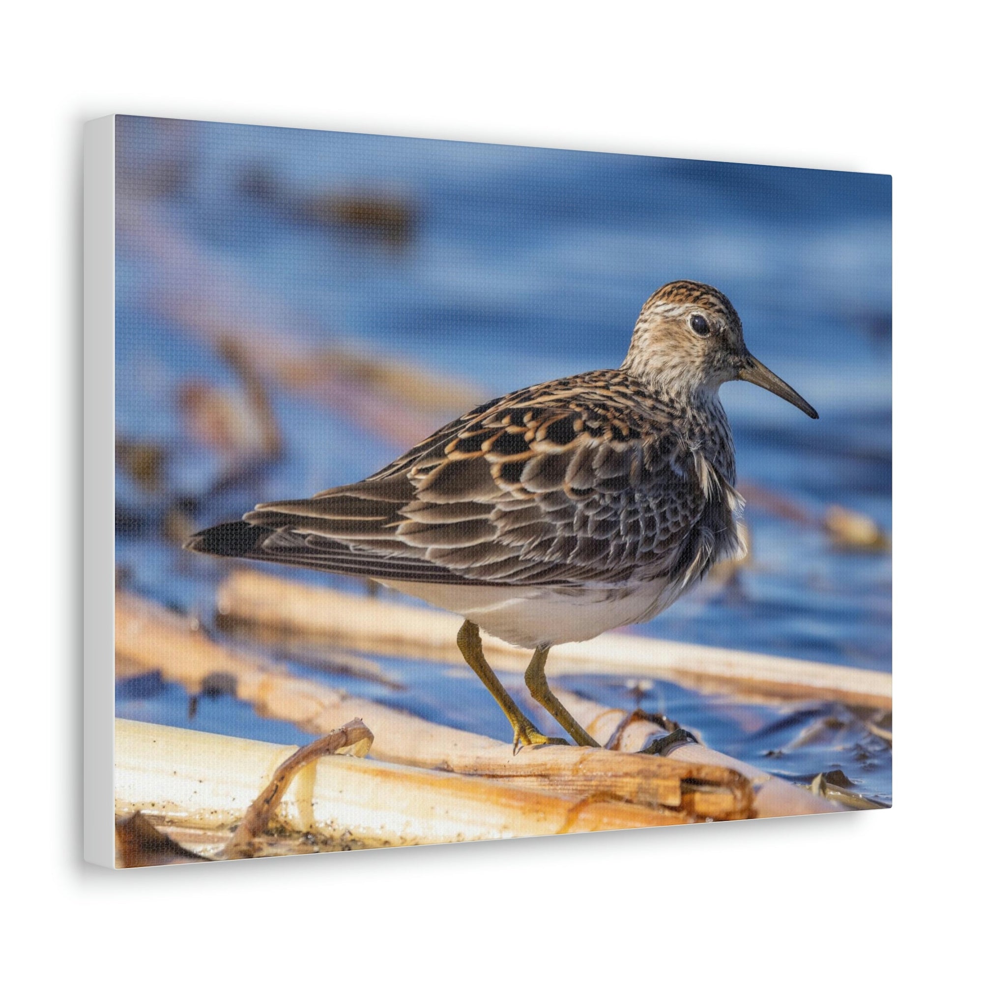 Scripture Walls Majestic Sandpiper Art Majestic Sandpiper Print Animal Wall Art Wildlife Canvas Prints Wall Art Ready to Hang Unframed-Express Your Love Gifts