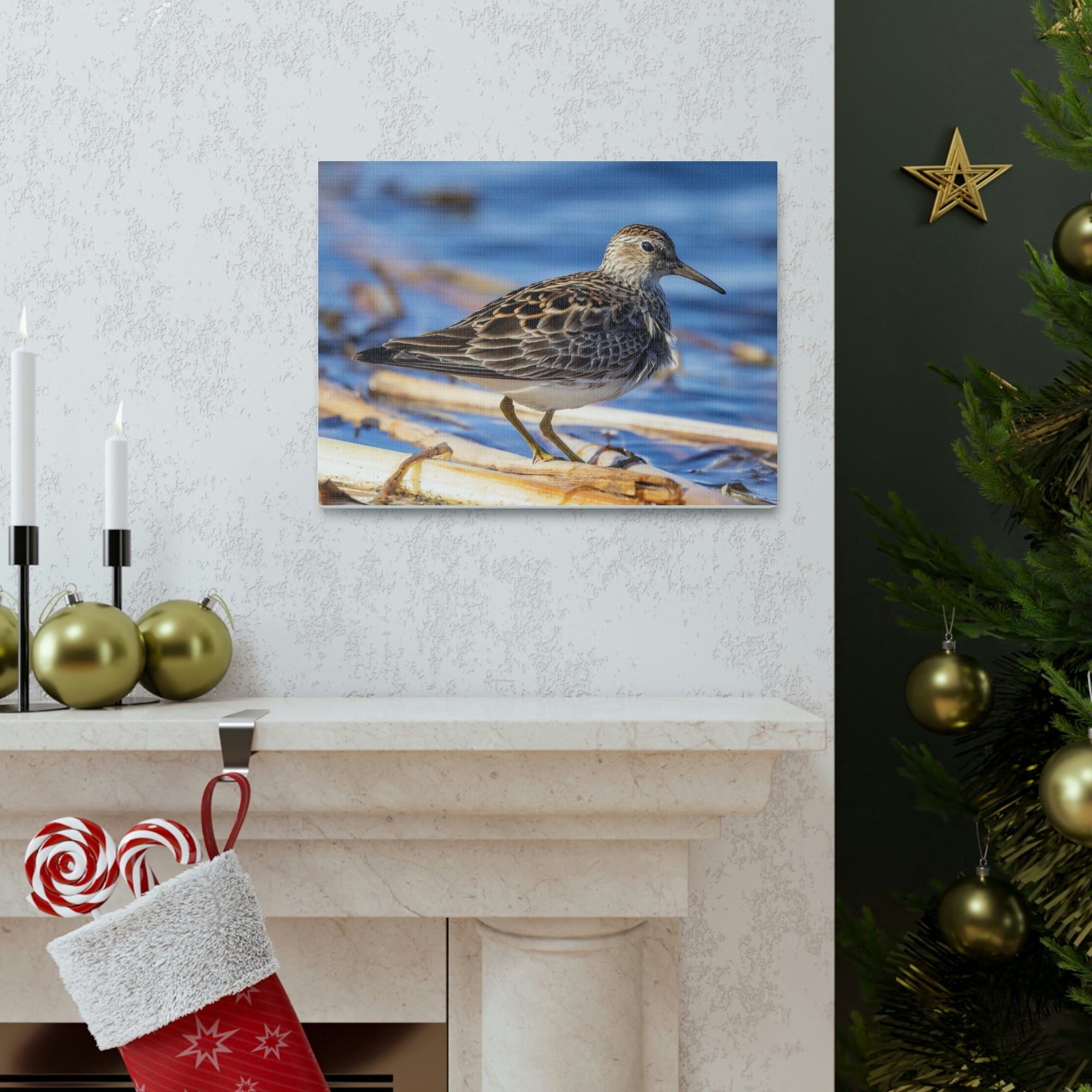 Scripture Walls Majestic Sandpiper Art Majestic Sandpiper Print Animal Wall Art Wildlife Canvas Prints Wall Art Ready to Hang Unframed-Express Your Love Gifts