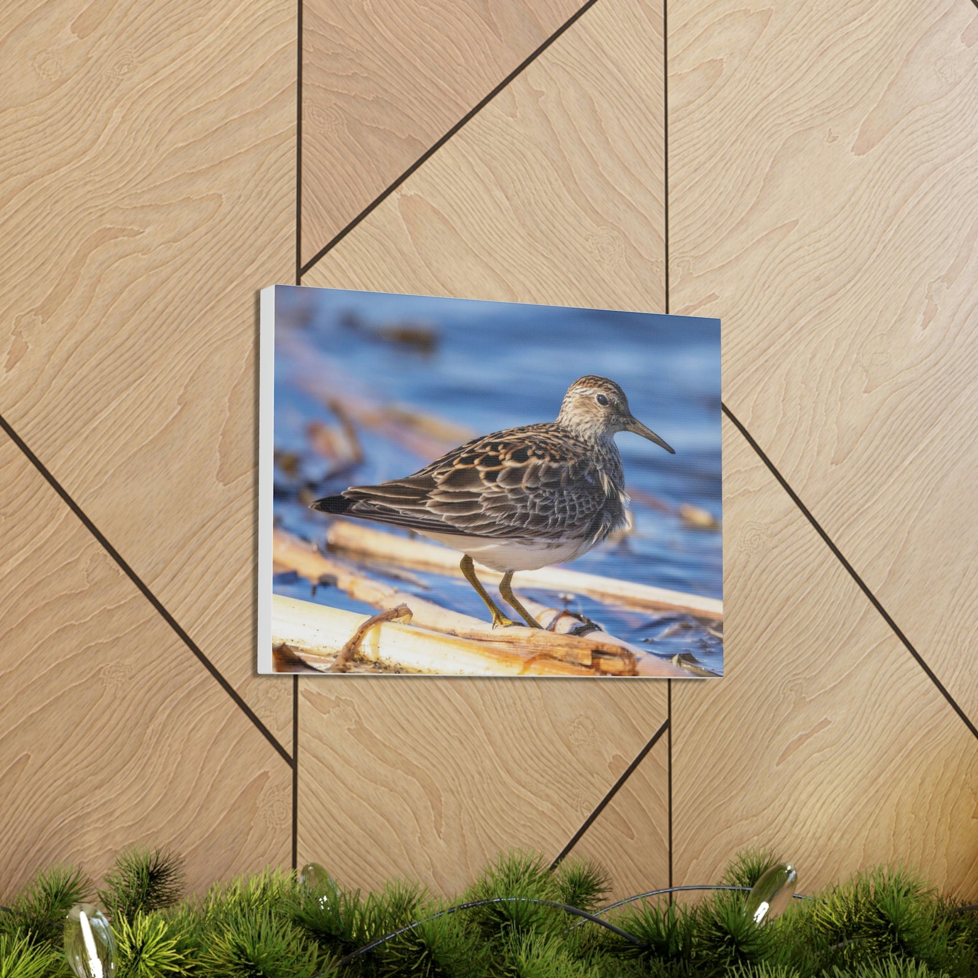 Scripture Walls Majestic Sandpiper Art Majestic Sandpiper Print Animal Wall Art Wildlife Canvas Prints Wall Art Ready to Hang Unframed-Express Your Love Gifts