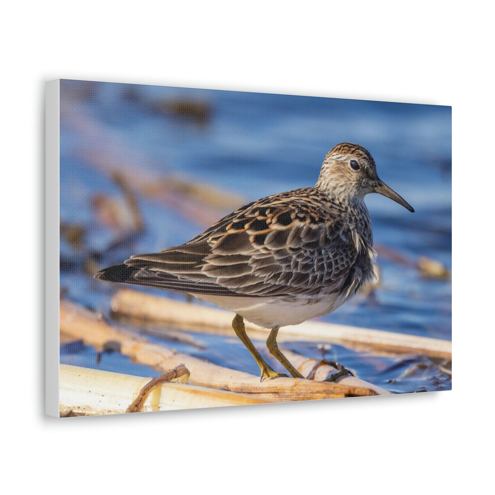 Scripture Walls Majestic Sandpiper Art Majestic Sandpiper Print Animal Wall Art Wildlife Canvas Prints Wall Art Ready to Hang Unframed-Express Your Love Gifts