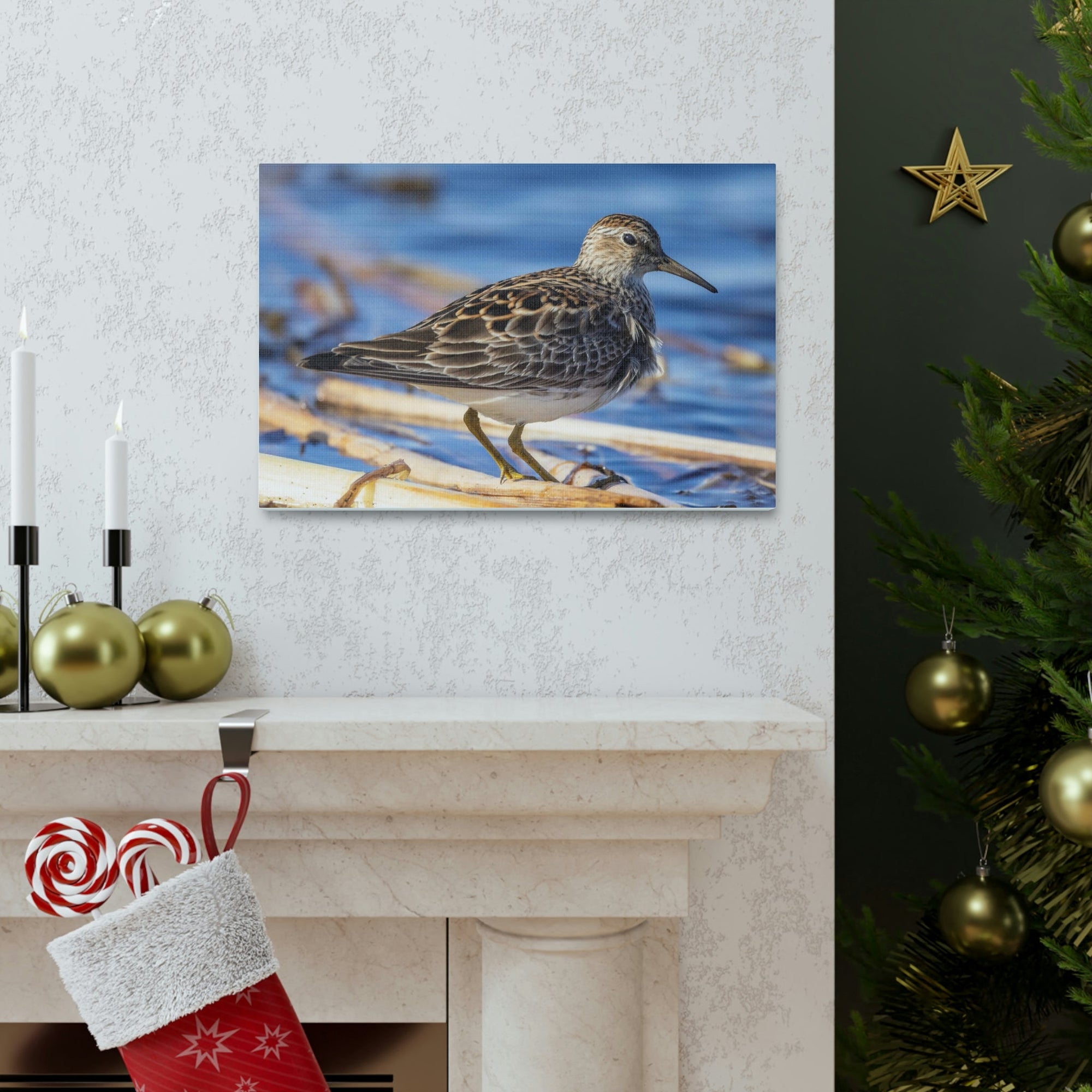 Scripture Walls Majestic Sandpiper Art Majestic Sandpiper Print Animal Wall Art Wildlife Canvas Prints Wall Art Ready to Hang Unframed-Express Your Love Gifts