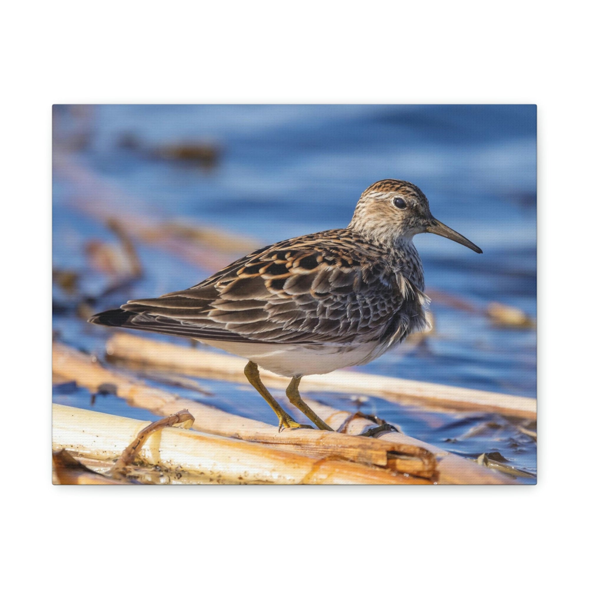 Scripture Walls Majestic Sandpiper Art Majestic Sandpiper Print Animal Wall Art Wildlife Canvas Prints Wall Art Ready to Hang Unframed-Express Your Love Gifts