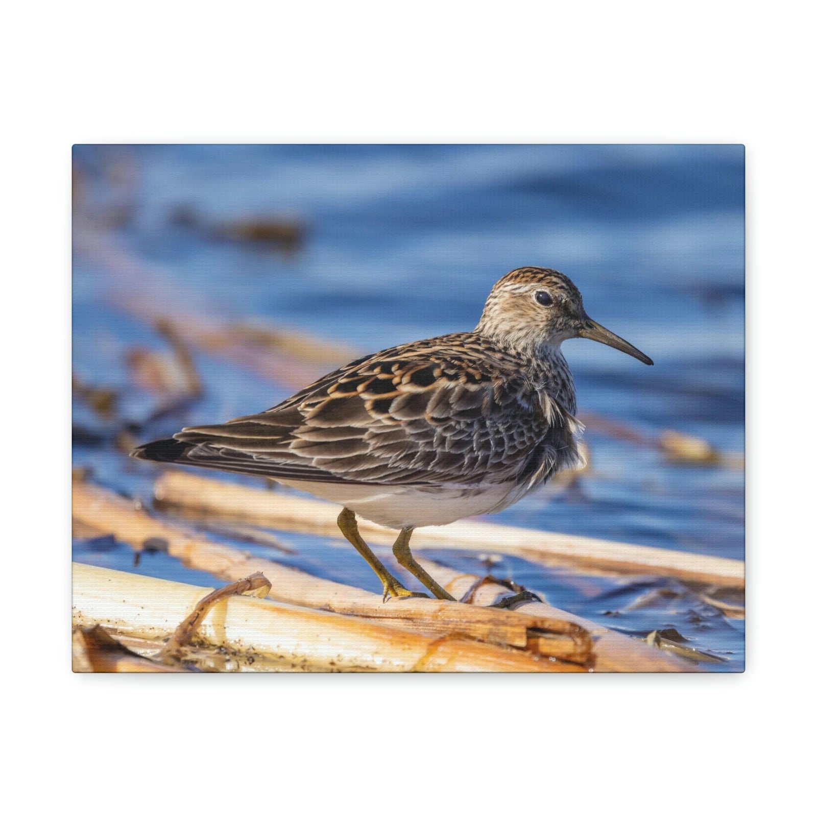 Scripture Walls Majestic Sandpiper at the Edge of a Pond Print Animal Wall Art Wildlife Canvas Prints Wall Art Ready to Hang Unframed-Express Your Love Gifts