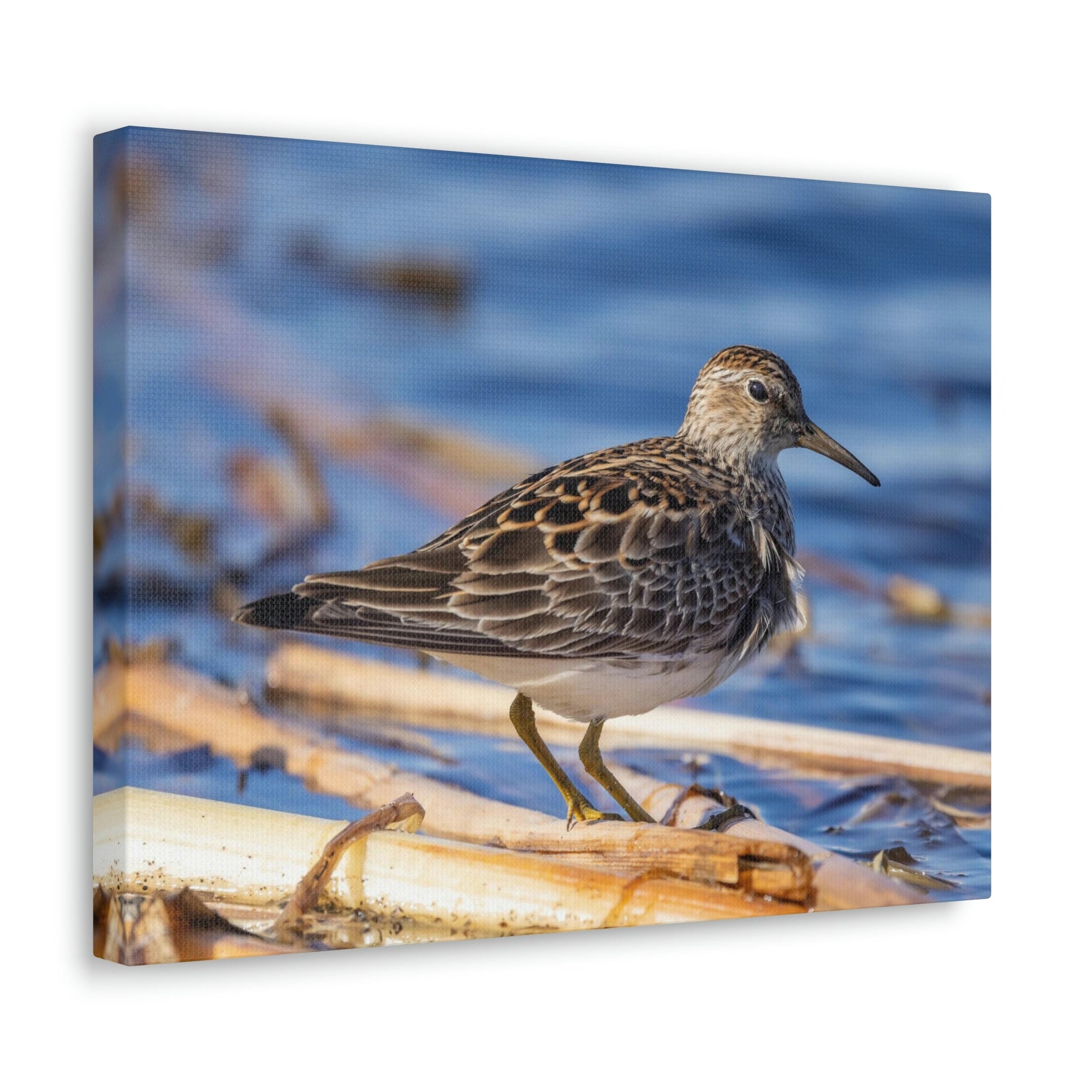 Scripture Walls Majestic Sandpiper at the Edge of a Pond Print Animal Wall Art Wildlife Canvas Prints Wall Art Ready to Hang Unframed-Express Your Love Gifts