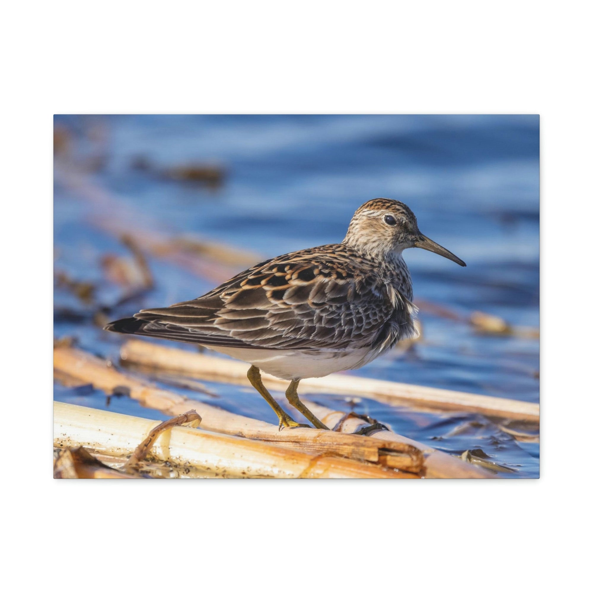 Scripture Walls Majestic Sandpiper at the Edge of a Pond Print Animal Wall Art Wildlife Canvas Prints Wall Art Ready to Hang Unframed-Express Your Love Gifts