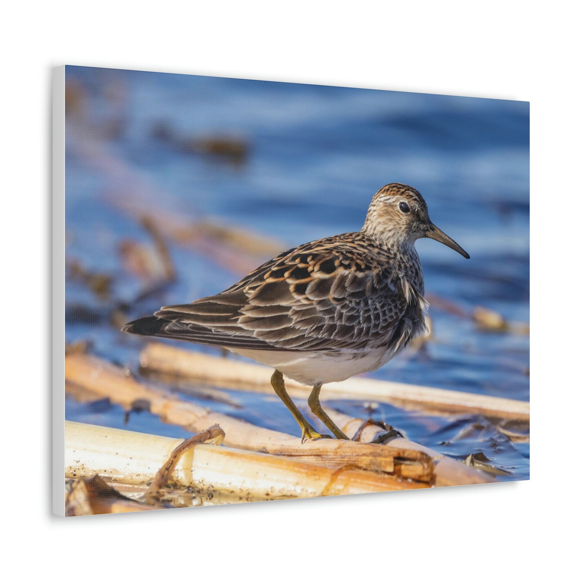 Scripture Walls Majestic Sandpiper at the Edge of a Pond Print Animal Wall Art Wildlife Canvas Prints Wall Art Ready to Hang Unframed-Express Your Love Gifts