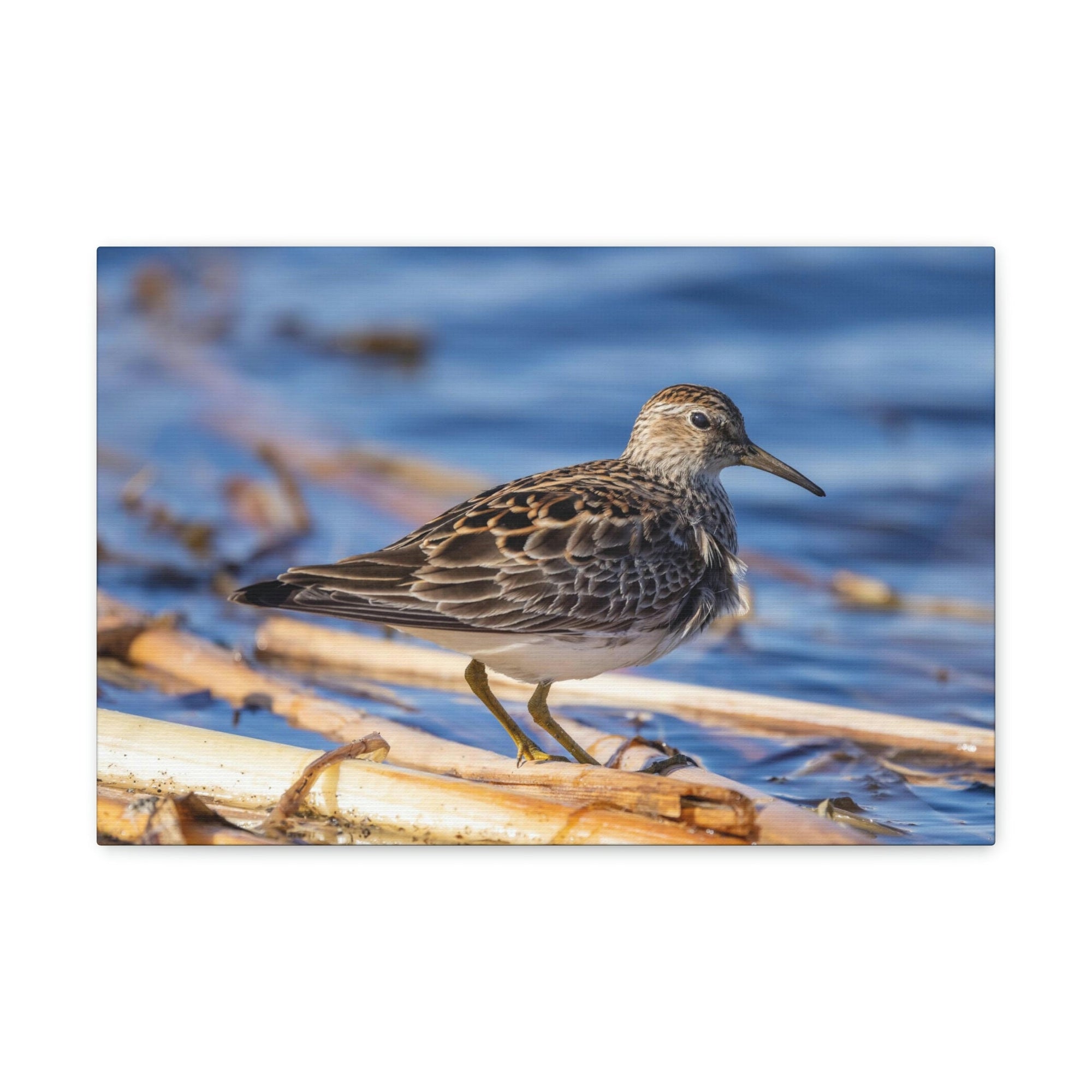 Scripture Walls Majestic Sandpiper at the Edge of a Pond Print Animal Wall Art Wildlife Canvas Prints Wall Art Ready to Hang Unframed-Express Your Love Gifts