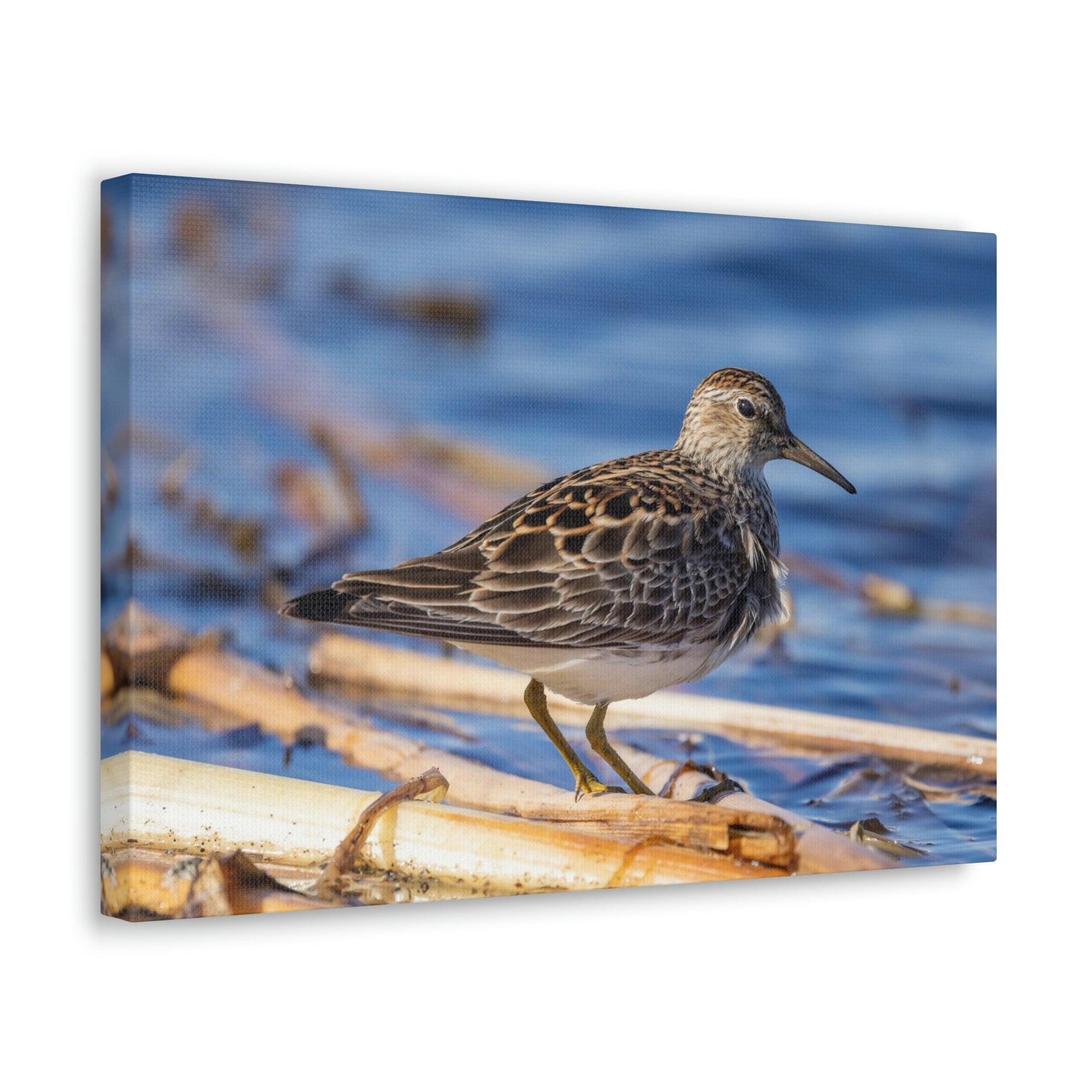 Scripture Walls Majestic Sandpiper at the Edge of a Pond Print Animal Wall Art Wildlife Canvas Prints Wall Art Ready to Hang Unframed-Express Your Love Gifts