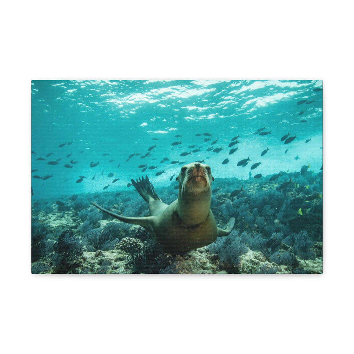 Scripture Walls Majestic Sea Lion Art Majestic Sea Lion Print Animal Wall Art Wildlife Canvas Prints Wall Art Ready to Hang Unframed-Express Your Love Gifts