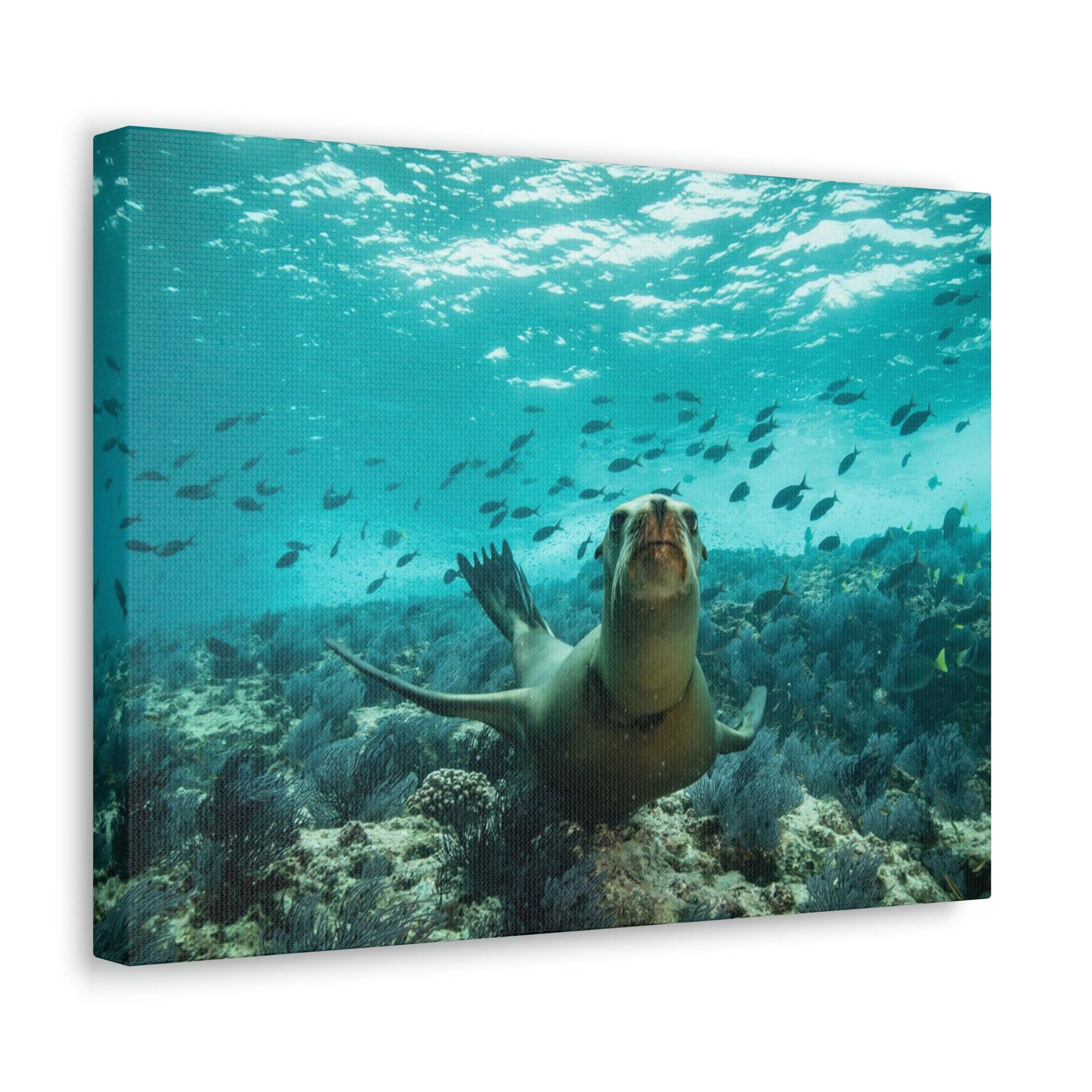 Scripture Walls Majestic Sea Lion Art Majestic Sea Lion Print Animal Wall Art Wildlife Canvas Prints Wall Art Ready to Hang Unframed-Express Your Love Gifts