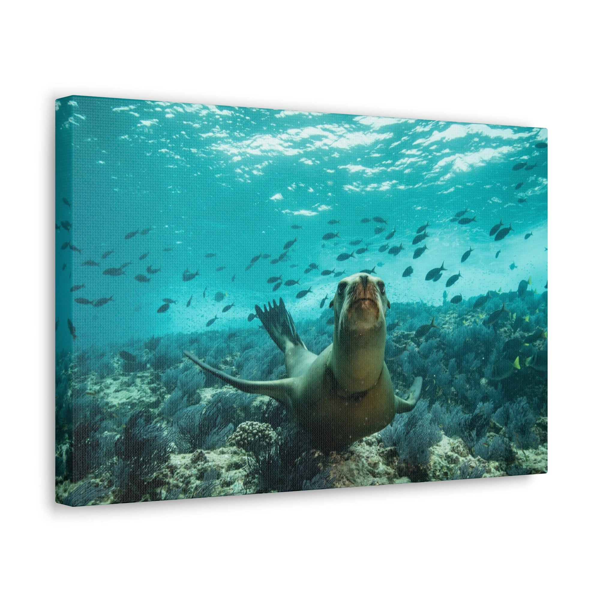 Scripture Walls Majestic Sea Lion Art Majestic Sea Lion Print Animal Wall Art Wildlife Canvas Prints Wall Art Ready to Hang Unframed-Express Your Love Gifts