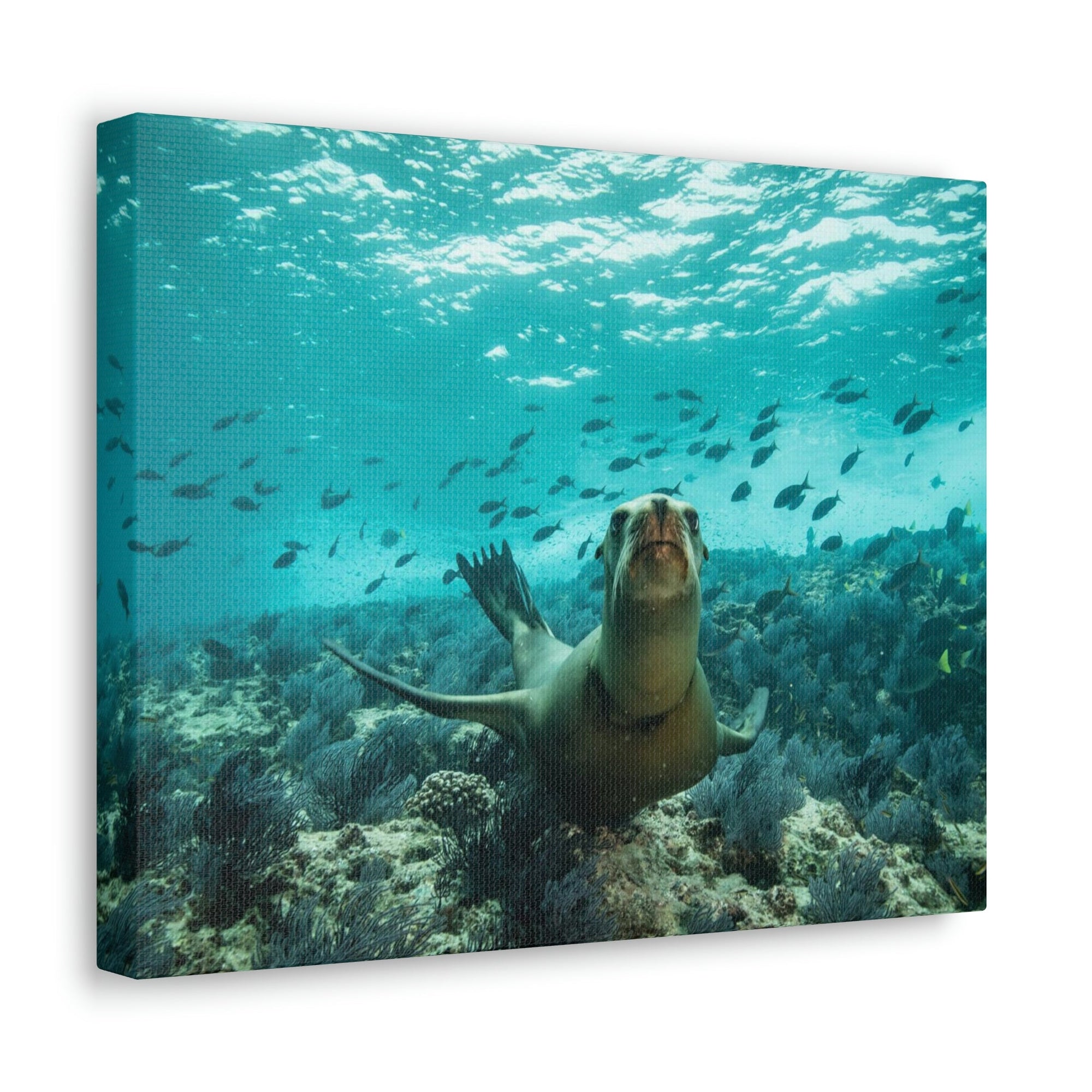 Scripture Walls Majestic Sea Lion Art Majestic Sea Lion Print Animal Wall Art Wildlife Canvas Prints Wall Art Ready to Hang Unframed-Express Your Love Gifts