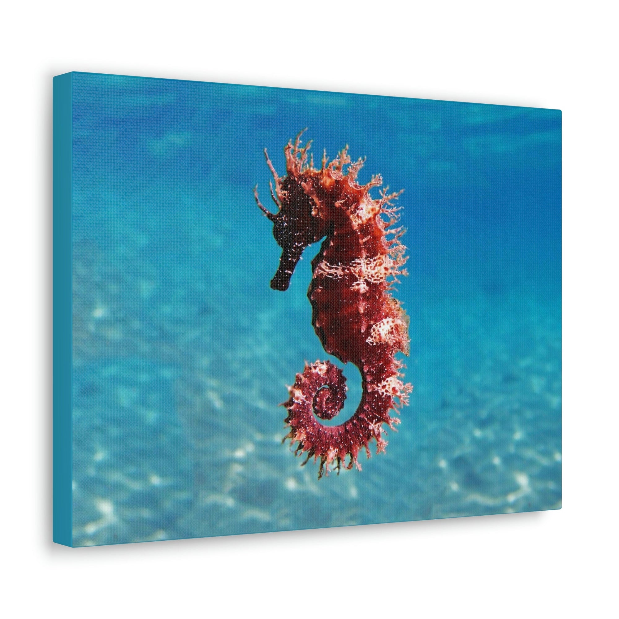 Scripture Walls Majestic Seahorse Art Majestic Seahorse Print Animal Wall Art Wildlife Canvas Prints Wall Art Ready to Hang Unframed-Express Your Love Gifts