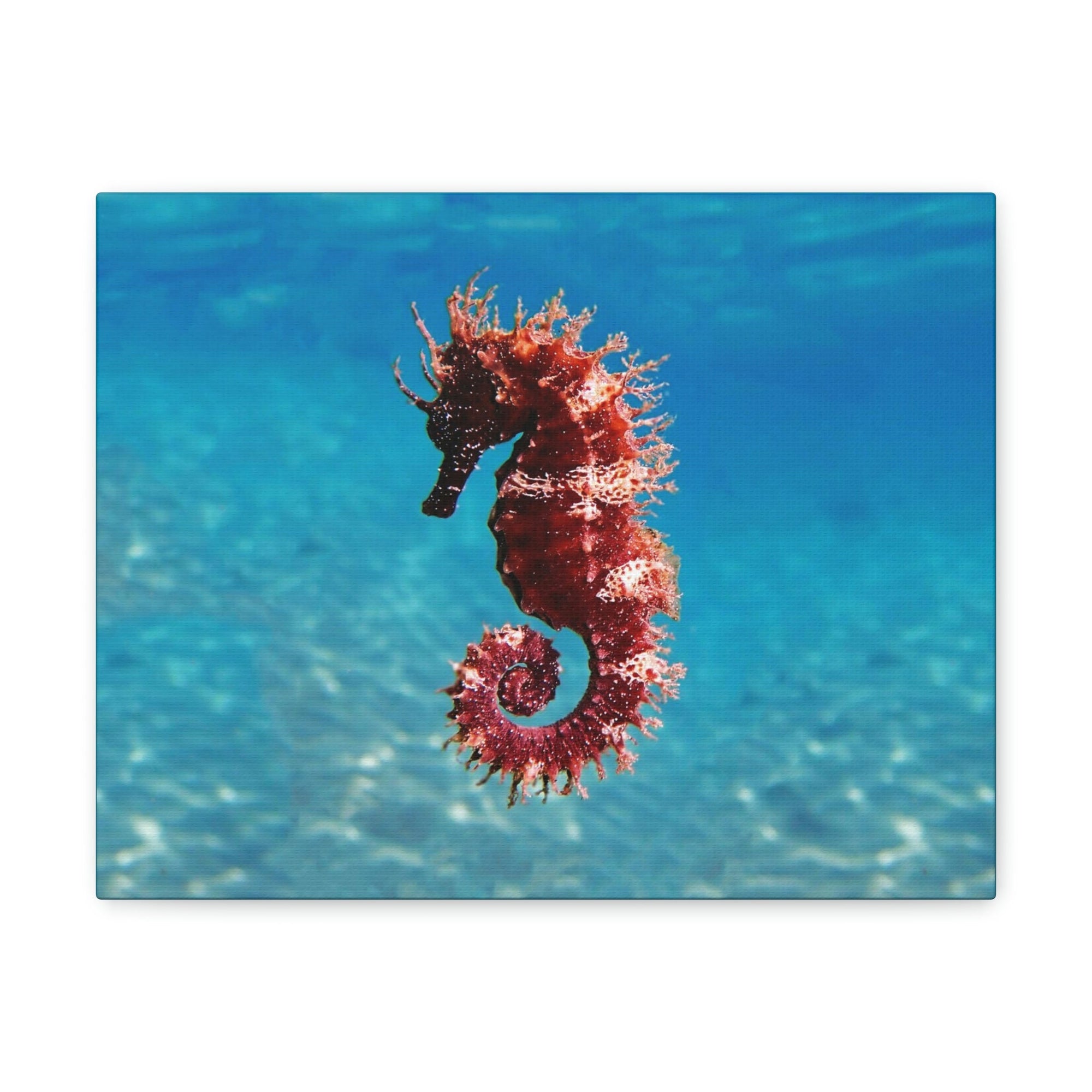 Scripture Walls Majestic Seahorse Art Majestic Seahorse Print Animal Wall Art Wildlife Canvas Prints Wall Art Ready to Hang Unframed-Express Your Love Gifts