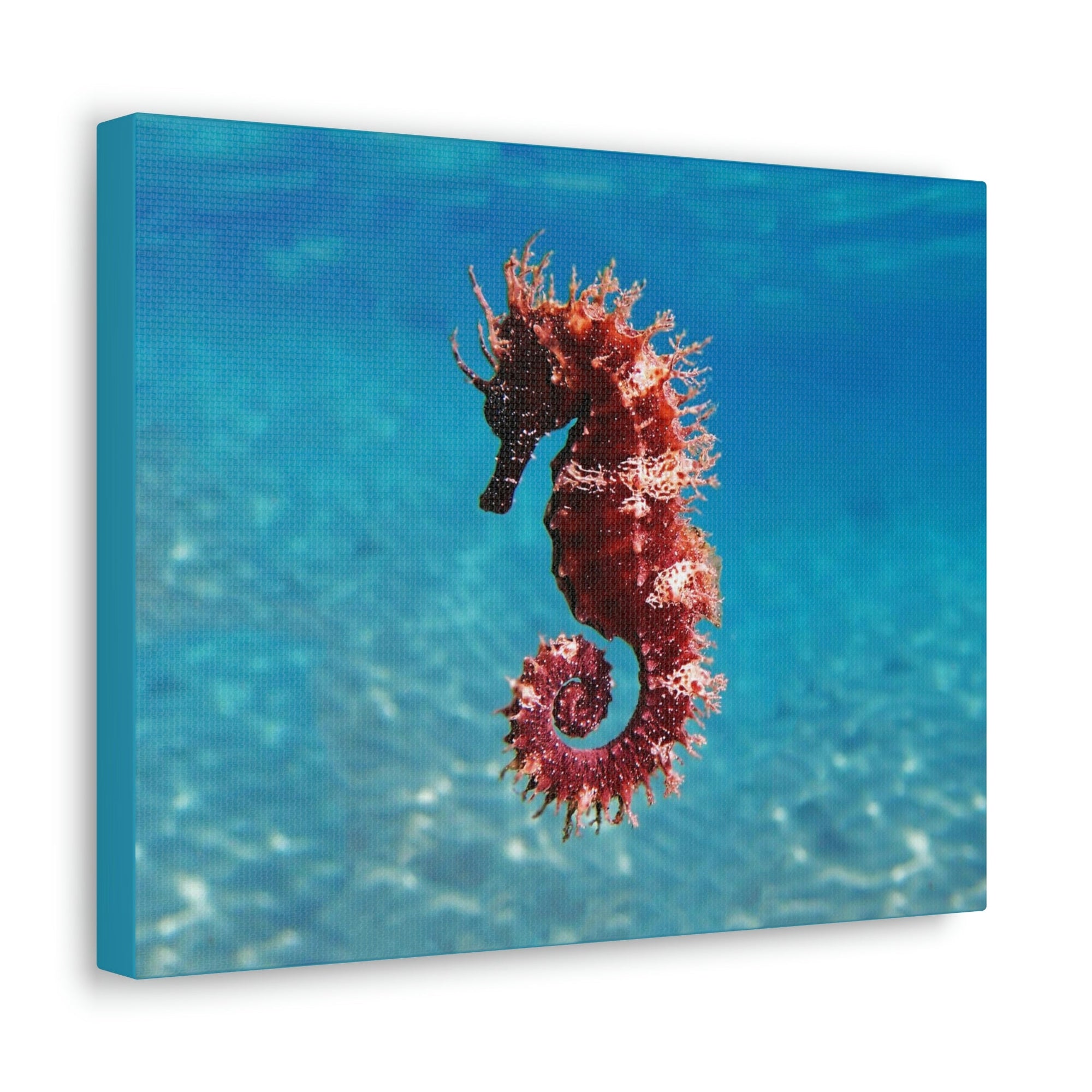 Scripture Walls Majestic Seahorse Art Majestic Seahorse Print Animal Wall Art Wildlife Canvas Prints Wall Art Ready to Hang Unframed-Express Your Love Gifts