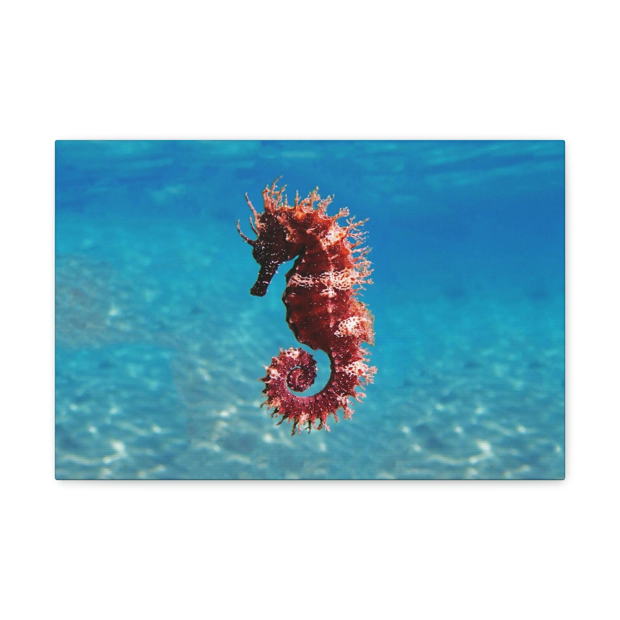 Scripture Walls Majestic Seahorse Art Majestic Seahorse Print Animal Wall Art Wildlife Canvas Prints Wall Art Ready to Hang Unframed-Express Your Love Gifts