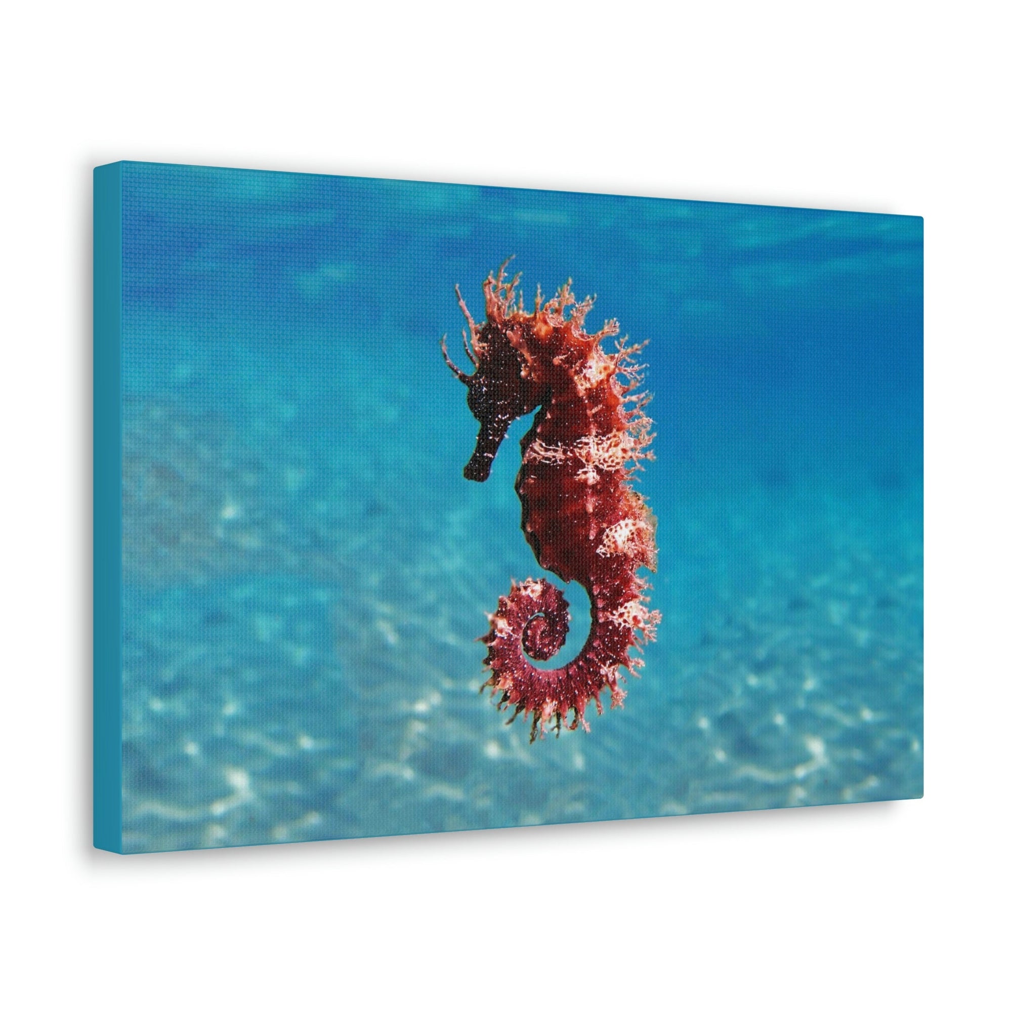 Scripture Walls Majestic Seahorse Art Majestic Seahorse Print Animal Wall Art Wildlife Canvas Prints Wall Art Ready to Hang Unframed-Express Your Love Gifts