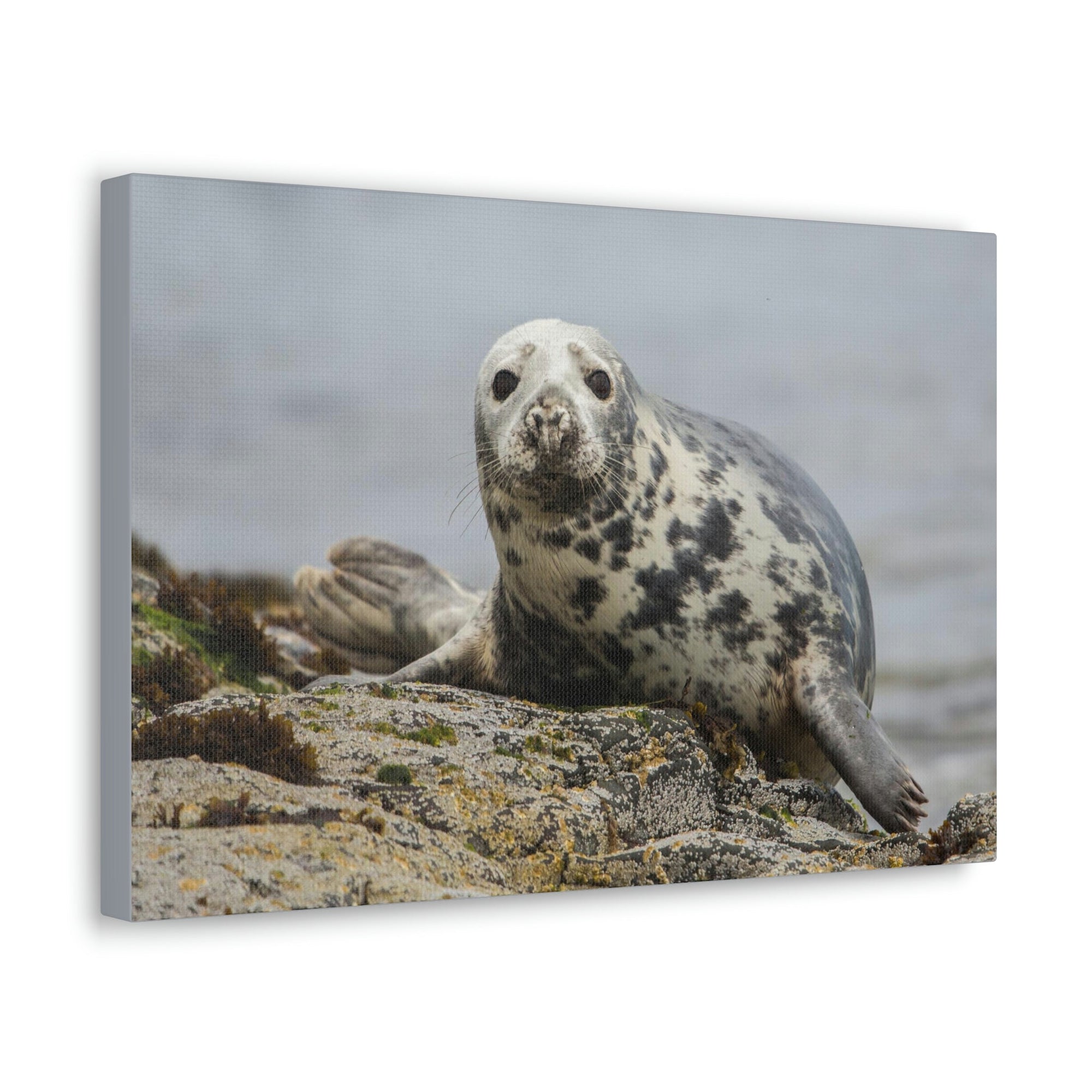 Scripture Walls Majestic Seal Art Majestic Seal Print Animal Wall Art Wildlife Canvas Prints Wall Art Ready to Hang Unframed-Express Your Love Gifts