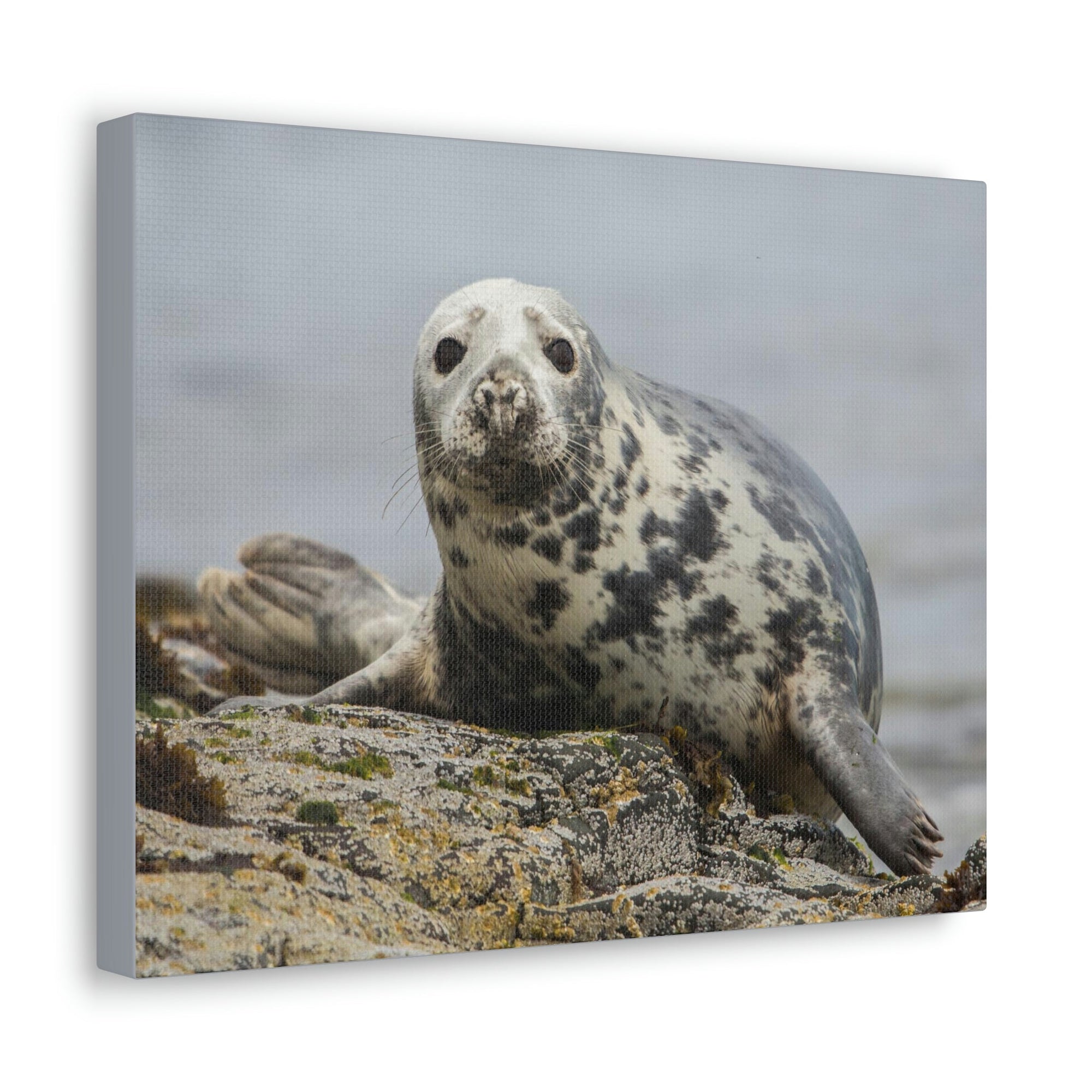 Scripture Walls Majestic Seal Art Majestic Seal Print Animal Wall Art Wildlife Canvas Prints Wall Art Ready to Hang Unframed-Express Your Love Gifts