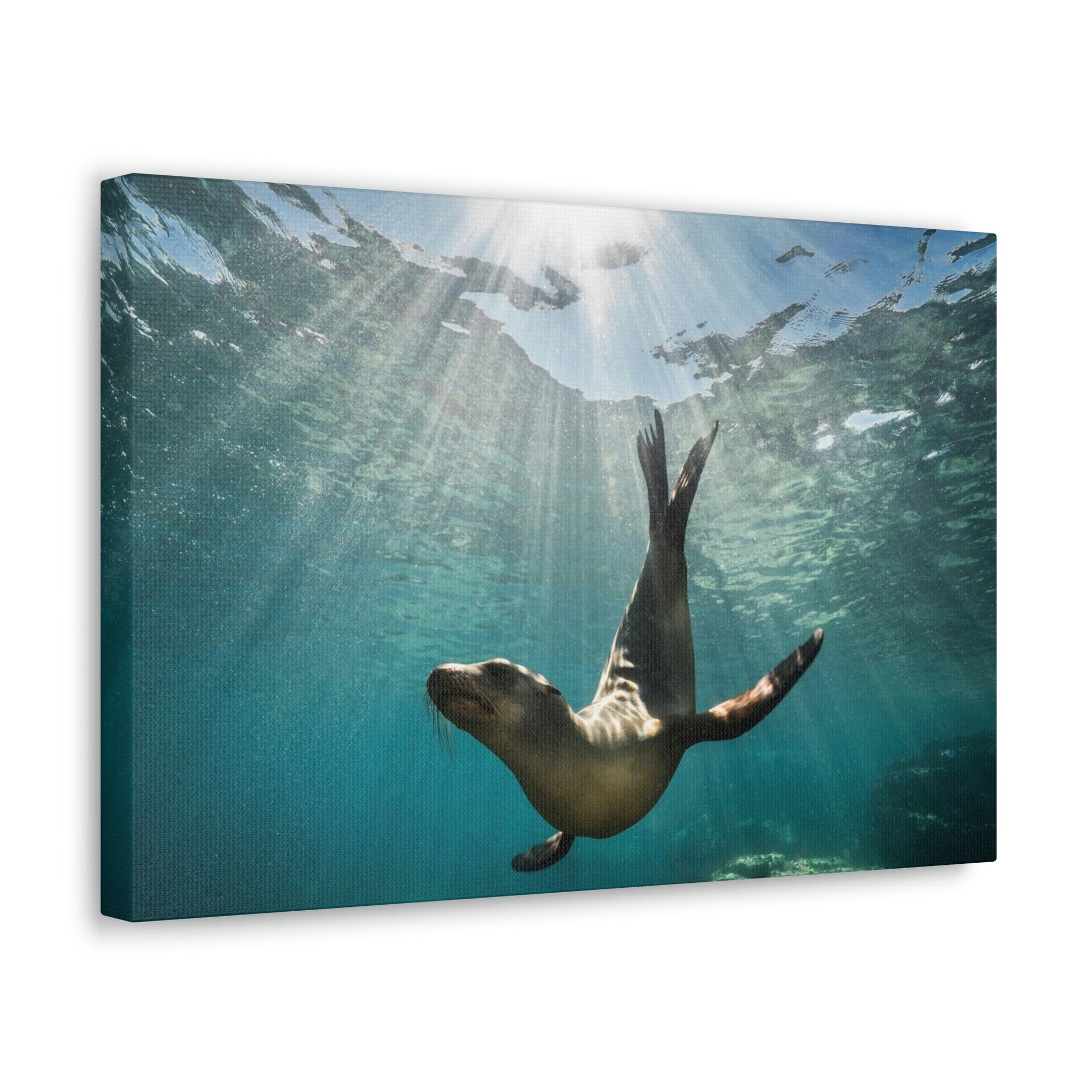 Scripture Walls Majestic Seal Enjoying the Rays of the Sun Print Animal Wall Art Wildlife Canvas Prints Wall Art Ready to Hang Unframed-Express Your Love Gifts