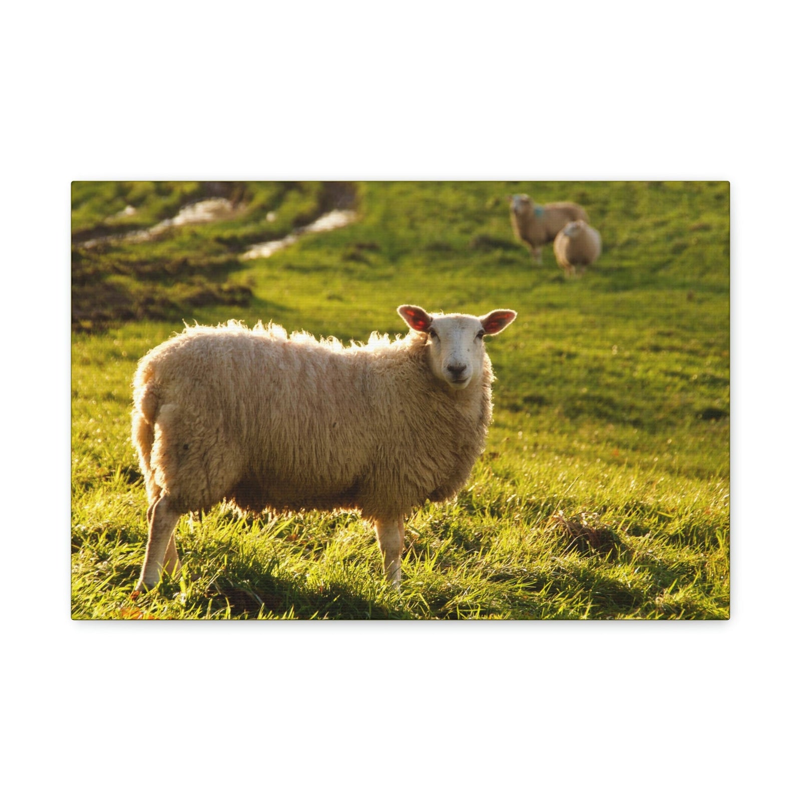 Scripture Walls Majestic Sheep Art Majestic Sheep Print Animal Wall Art Wildlife Canvas Prints Wall Art Ready to Hang Unframed-Express Your Love Gifts